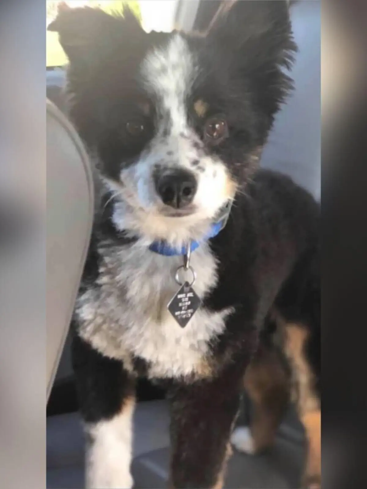 Buddy wurde brutal getötet. Filetiert und ohne Fell fand das Ehepaar den Hund.