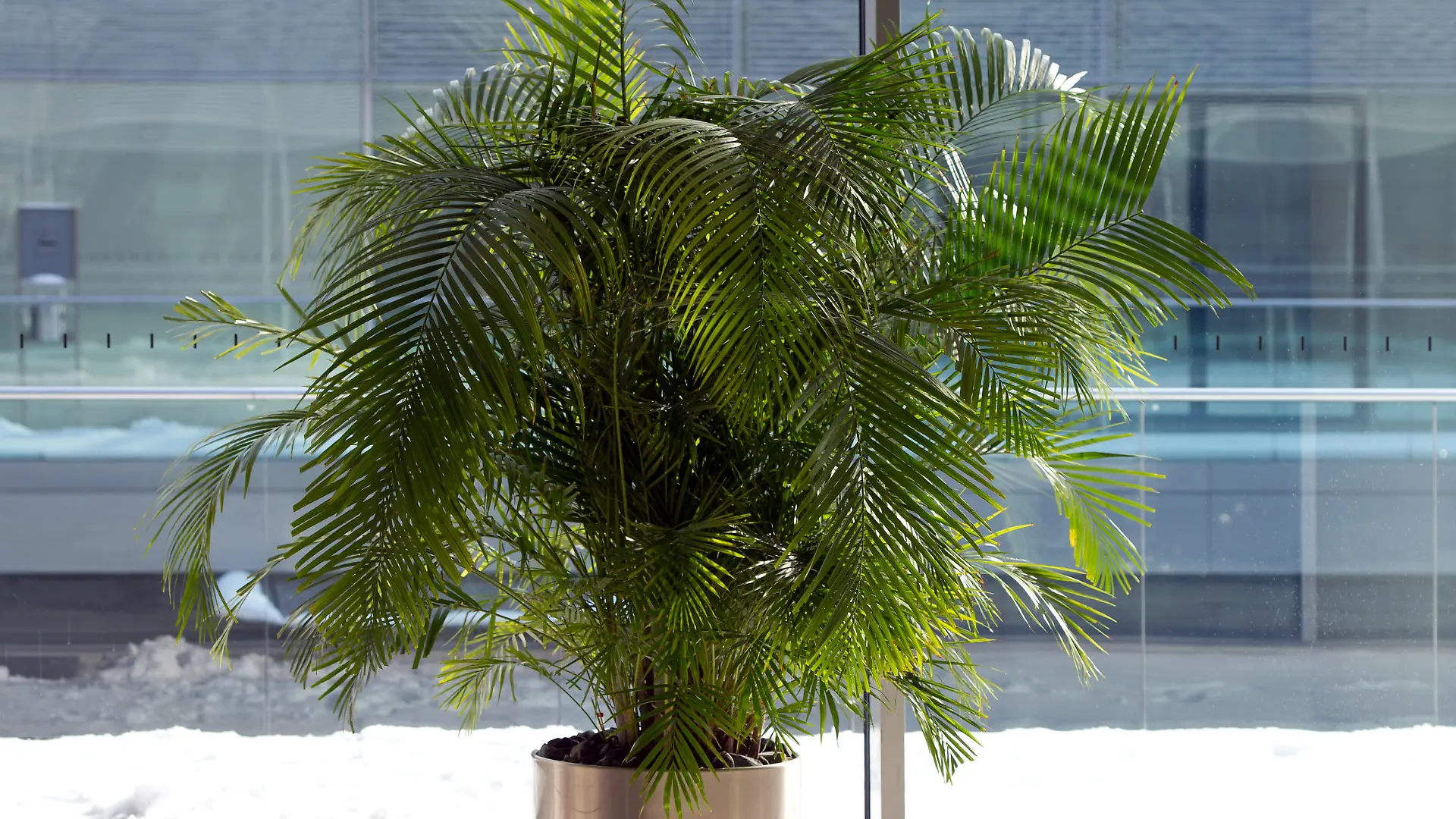 Eine Areca Palme (Dypsis lutescens) oder auch Butterfly Palm steht am 12.03.2013 in Berlin in der Sonne. Foto: Soeren Stache