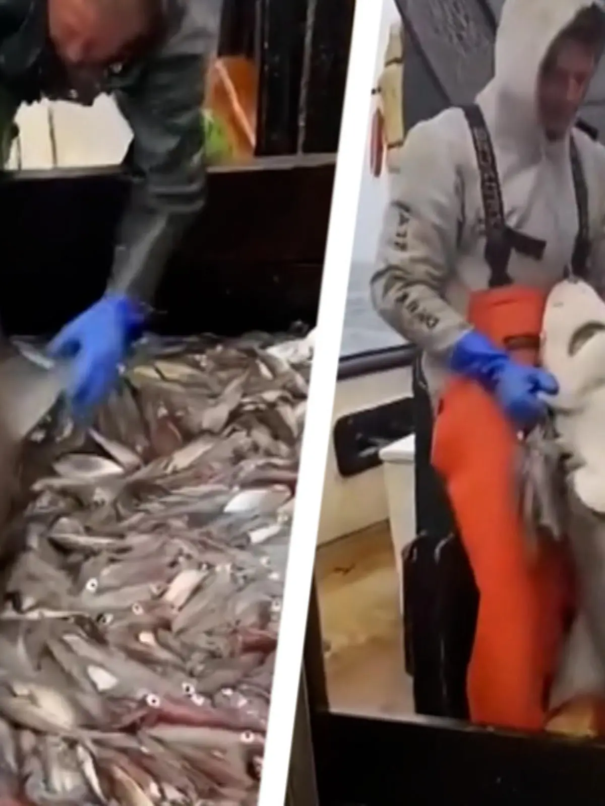 Lecker! Warum sollte man sich als Hai den Stress machen und selbst auf Fischjagd gehen, wenn es doch viel einfacher ist, sich auf einem Fischerboot zu bedienen. Doch leider hat der Meeresbewohner die Rechnung ohne die Fischer gemacht.