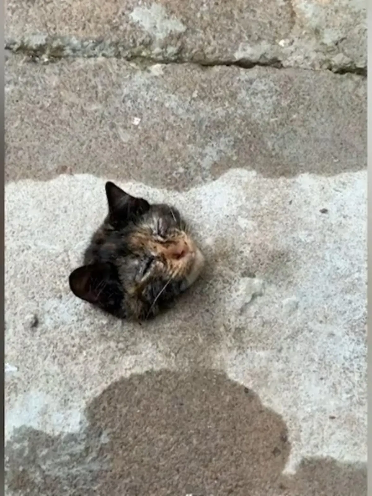 Eine kleine verängstigte Katze in misslicher Lage! Was für ein Glück das kleine Kätzchen hat, dass Passanten sie bemerken und befreien. Offenbar beim Versuch, durch ein Loch in einer Gehwegplatte zu gelangen, muss sie stecken geblieben sein. Aus eigener Kraft kann sie sich nicht mehr befreien. Menschen hebeln schließlich die Bodenplatte auf und helfen dem völlig verängstigtem Tier. Herzergreifende Bilder im Video!