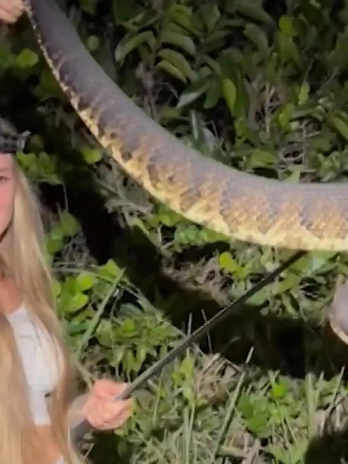 Ob gifitg oder riesengroß, das ist Taylo Stanberry egal. Sie fängt für ihr leben gerne Schlangen - zusammen mit ihrem Mann endeckt sie in Florida dieses riesen Exemplar.