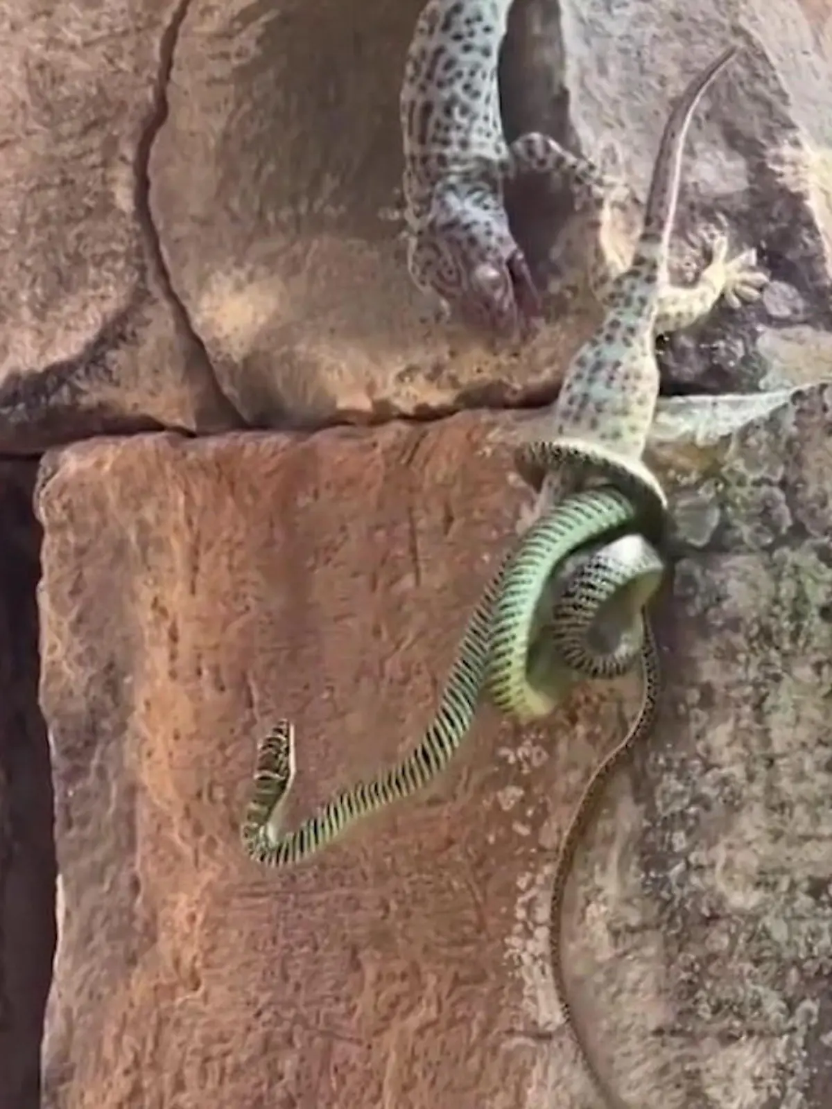 Ein Gecko in den steckt in den Fängen einer Schlange, scheint bereits dem Tode geweiht. Doch wie aus dem Nichts kommt ihm plötzlich ein Artgenosse zur Hilfe und beginnt, die Schlange zu bekämpfen. Erfolgreich! Die Schlange fällt zu Boden, die Geckos können fliehen. Dramatische Bilder, festgehalten im Video.
