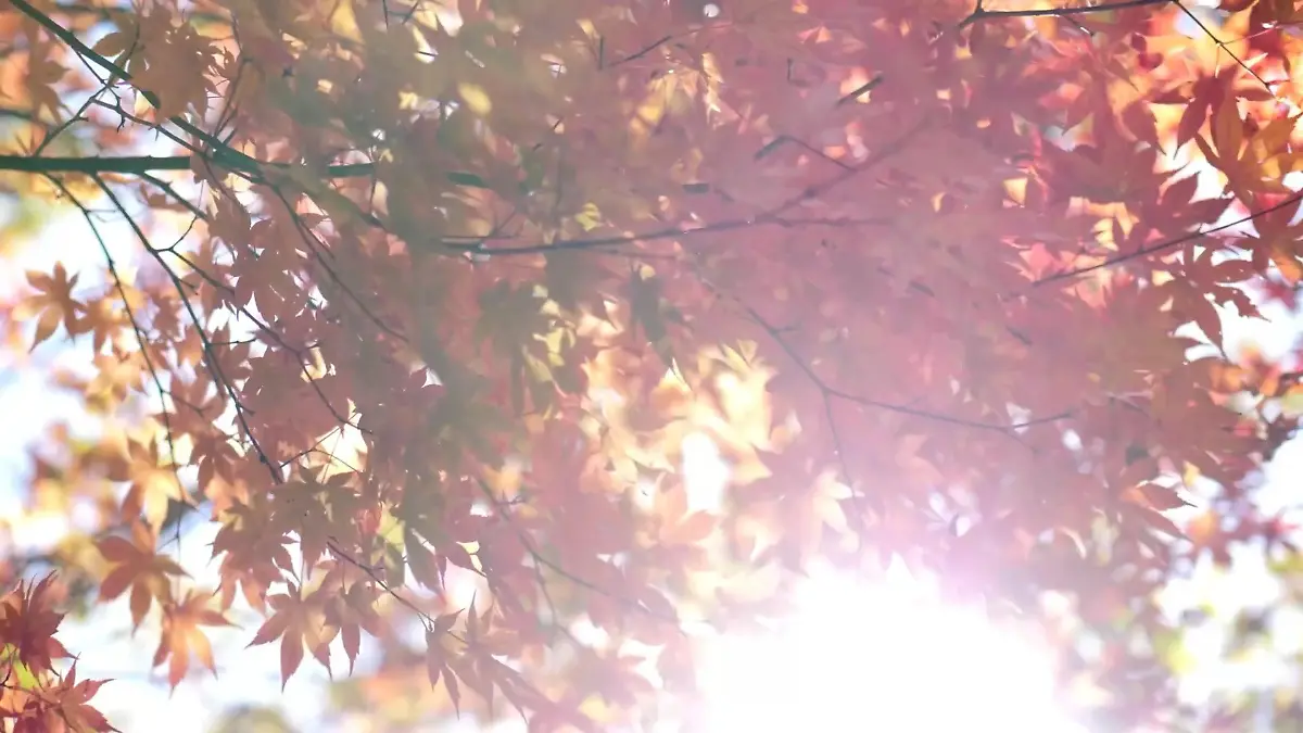 Wie schnell findest du den Baum, der anders ist? Herbst-Suchbild