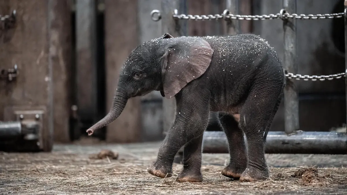 Elefantenjunge «Tsavo» steht im Gehege im Zoo. Im Wuppertaler Zoo ist am Freitag ein Elefanten-Baby auf die Welt gekommen. Elefantenkuh «Sweni» hat das gesunde, männliche Kalb auf die Welt gebracht. Der Elefantenjunge heisst «Tsavo». Das Elefantenhaus blieb am Freitag geschlossen, ab Samstag ist das Jungtier aber für die Öffentlichkeit zu sehen.