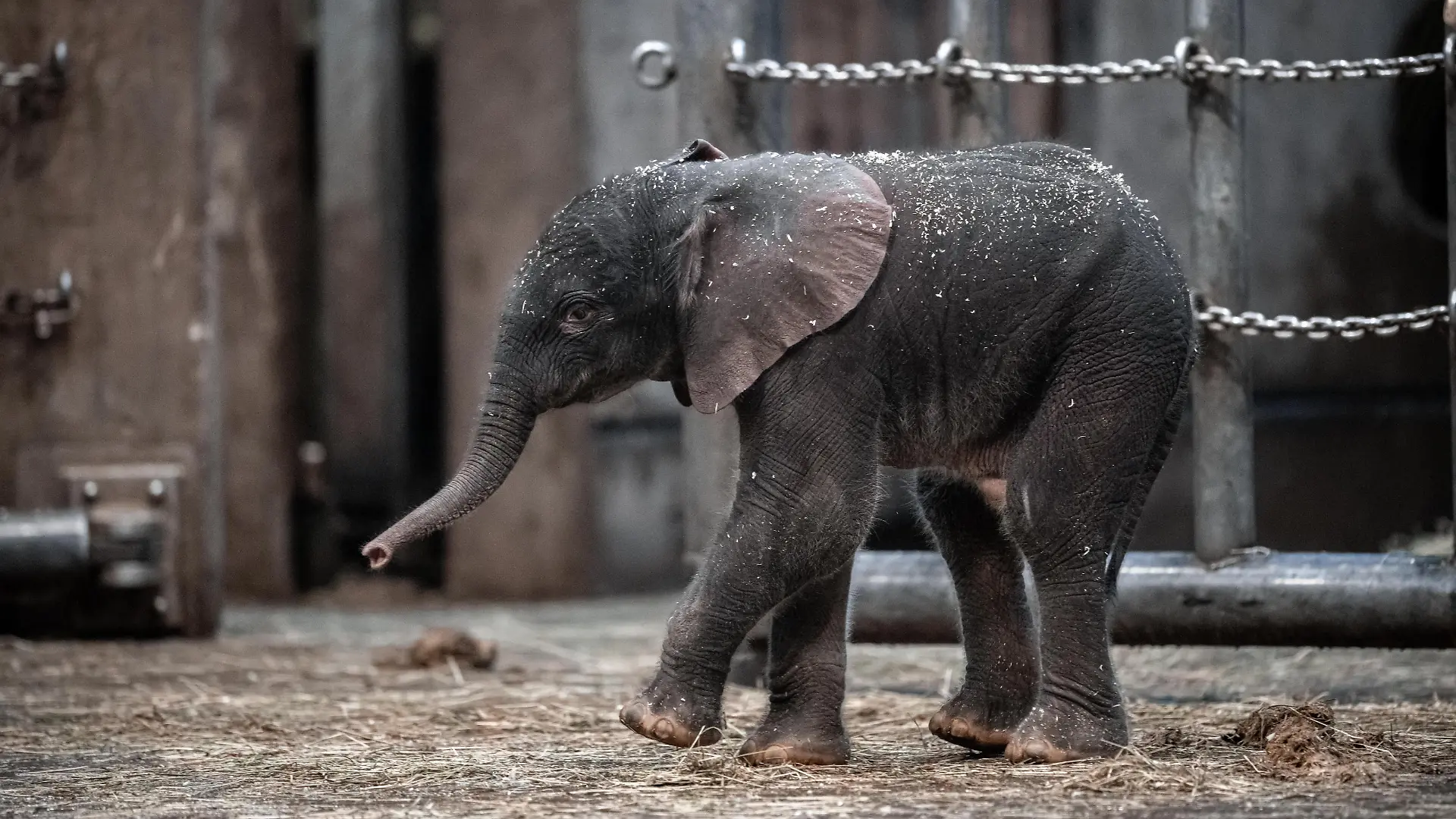 Elefantenjunge «Tsavo» steht im Gehege im Zoo. Im Wuppertaler Zoo ist am Freitag ein Elefanten-Baby auf die Welt gekommen. Elefantenkuh «Sweni» hat das gesunde, männliche Kalb auf die Welt gebracht. Der Elefantenjunge heisst «Tsavo». Das Elefantenhaus blieb am Freitag geschlossen, ab Samstag ist das Jungtier aber für die Öffentlichkeit zu sehen.