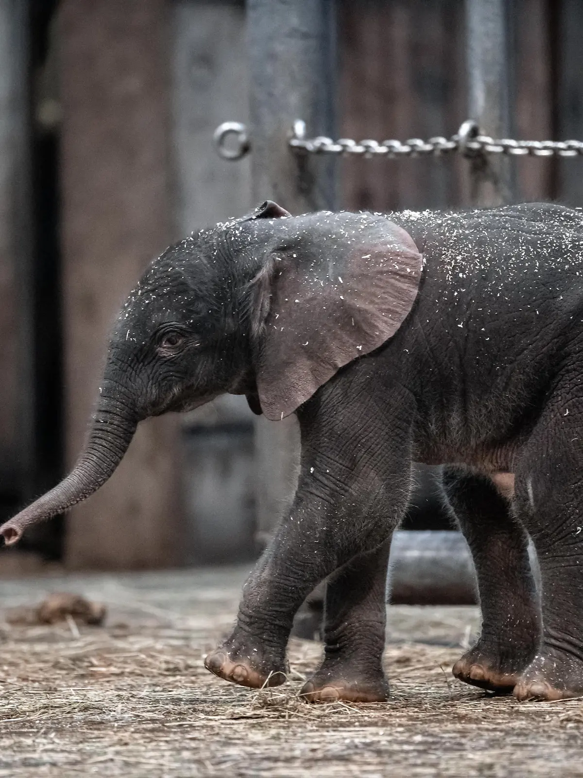 Elefantenjunge «Tsavo» steht im Gehege im Zoo. Im Wuppertaler Zoo ist am Freitag ein Elefanten-Baby auf die Welt gekommen. Elefantenkuh «Sweni» hat das gesunde, männliche Kalb auf die Welt gebracht. Der Elefantenjunge heisst «Tsavo». Das Elefantenhaus blieb am Freitag geschlossen, ab Samstag ist das Jungtier aber für die Öffentlichkeit zu sehen.