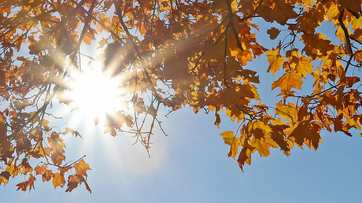 Goldener Oktober, Traumhaftes Herbstwetter im Siegerland, dass bunte Herbstlaub an einem Baum in Siegen-Achenbach leuchtet am spaeten Nachmittag in der Herbstsonne die durch die Blaetter strahlt, der Himmel ist wolkenlos Herbststimmung im Siegerland am 09.10.2021 in Siegen/Deutschland. *** Golden October, fantastic autumn weather in the Siegerland, that colorful autumn leaves on a tree in Siegen Achenbach shines in the late afternoon in the autumn sun that shines through the leaves, the sky is cloudless autumn atmosphere in the Siegerland on 09 10 2021 in Siegen Germany