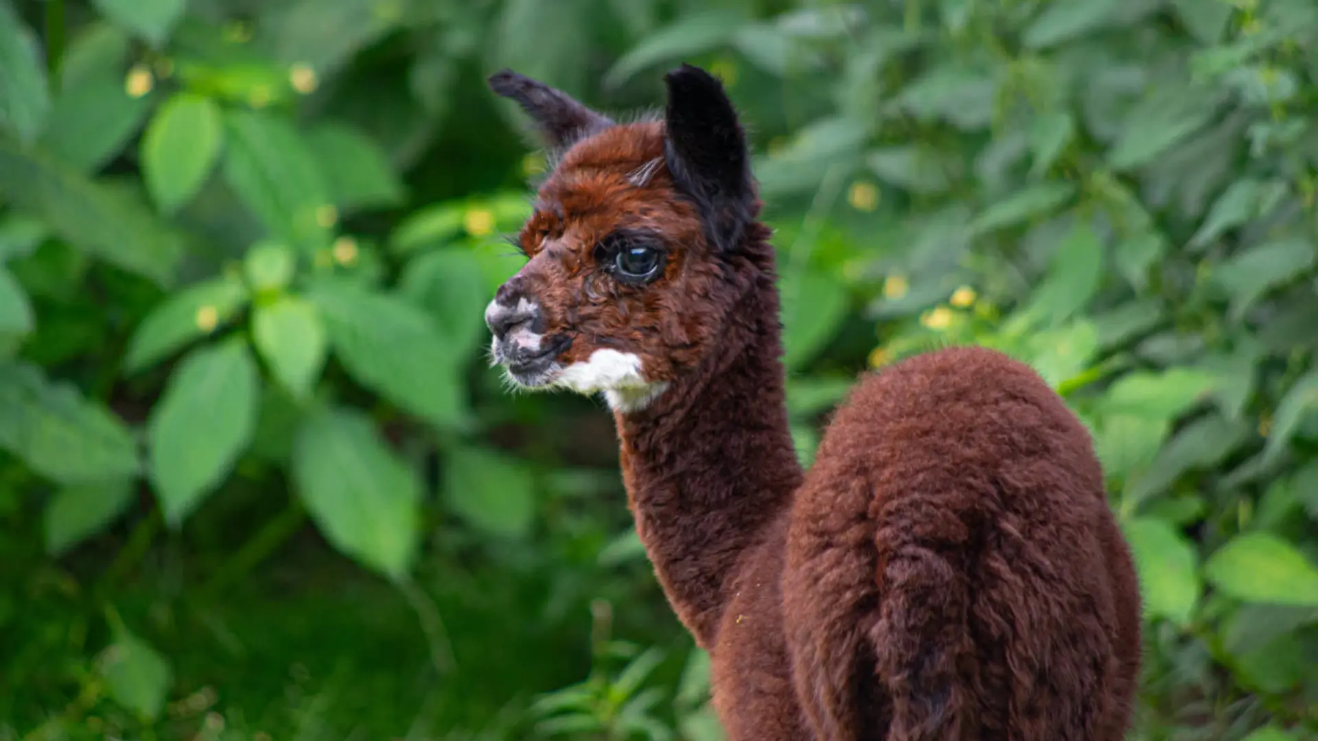 HANDOUT - 20.07.2023, Niedersachsen, Müden: Im Wildpark Müden ist im Sommer ein junges Alpaka zur Welt gekommen. Ein junges Alpaka ist im Wildpark Müden im Landkreis Celle vorgestellt worden. Das noch namenlose weibliche Jungtier erkundete zusammen mit seinen Eltern Alice und Cooper bereits das Außengehege. Dabei hat das etwa zehn Wochen alte Tier schon viel hinter sich, denn kurz nach der Geburt wanderte eine Entzündung aus dem Bauchnabel durch den Körper in das rechte Auge, wie ein Sprecher des Wildparks am Freitag sagte. Trotz sofortiger Behandlung musste das Auge schließlich entfernt werden, weil die Gefahr bestand, dass die Infektion auch das Gehirn befallen könnte (zu dpa «Zuwachs bei den Alpakas im Wildpark Müden») Foto: Wildpark Müden/dpa - ACHTUNG: Nur zur redaktionellen Verwendung im Zusammenhang mit der aktuellen Berichterstattung über das gezeigte Tier und nur mit vollständiger Nennung des vorstehenden Credits +++ dpa-Bildfunk +++