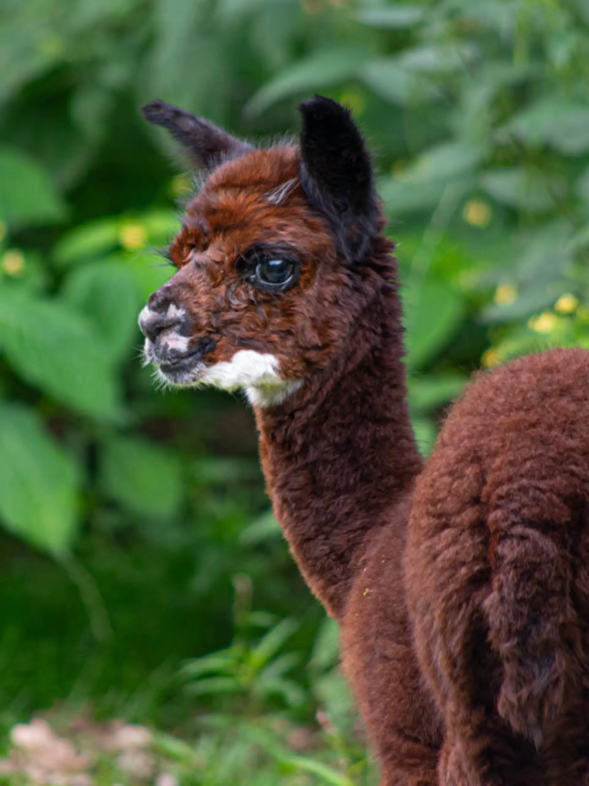 HANDOUT - 20.07.2023, Niedersachsen, Müden: Im Wildpark Müden ist im Sommer ein junges Alpaka zur Welt gekommen.  Ein junges Alpaka ist im Wildpark Müden im Landkreis Celle vorgestellt worden. Das noch namenlose weibliche Jungtier erkundete zusammen mit seinen Eltern Alice und Cooper bereits das Außengehege. Dabei hat das etwa zehn Wochen alte Tier schon viel hinter sich, denn kurz nach der Geburt wanderte eine Entzündung aus dem Bauchnabel durch den Körper in das rechte Auge, wie ein Sprecher des Wildparks am Freitag sagte. Trotz sofortiger Behandlung musste das Auge schließlich entfernt werden, weil die Gefahr bestand, dass die Infektion auch das Gehirn befallen könnte (zu dpa «Zuwachs bei den Alpakas im Wildpark Müden») Foto: Wildpark Müden/dpa - ACHTUNG: Nur zur redaktionellen Verwendung im Zusammenhang mit der aktuellen Berichterstattung über das gezeigte Tier und nur mit vollständiger Nennung des vorstehenden Credits +++ dpa-Bildfunk +++