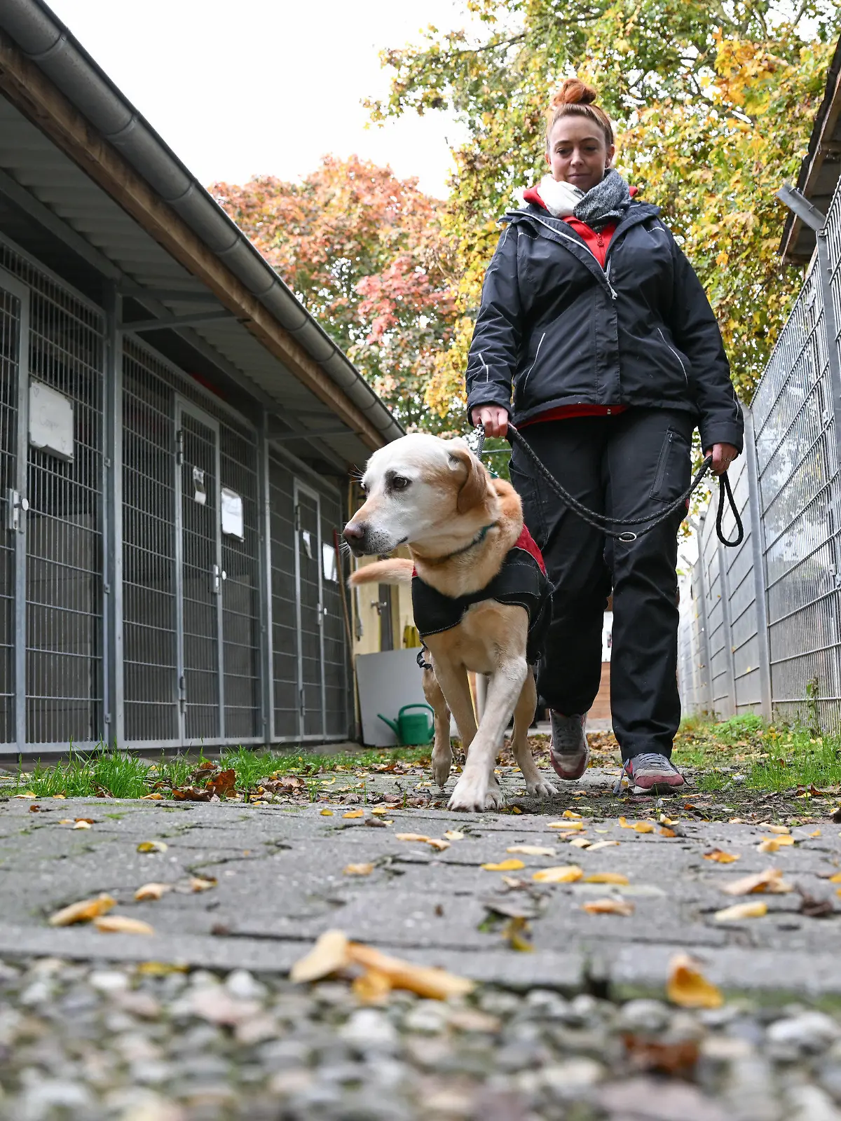 20.10.2022, Rheinland-Pfalz, Ingelheim: Tierheimleiterin Alexandra Blau geht mit einem Hund auf dem Gelände des Tierheims an Hundezwingern vorbei. Sinkende Einnahmen, höhere Kosten und immer mehr Tiere: In den Tierheimen häufen sich die Probleme. Manches könnte den Winter nicht überleben. Auch das Ingelheimer Tierheim steht aus wirtschaftlichen Gründen auf der Kippe. (zu dpa ·Tierheime am Limit - Verband: «Situation ist dramatisch»·) Foto: Arne Dedert/dpa +++ dpa-Bildfunk +++