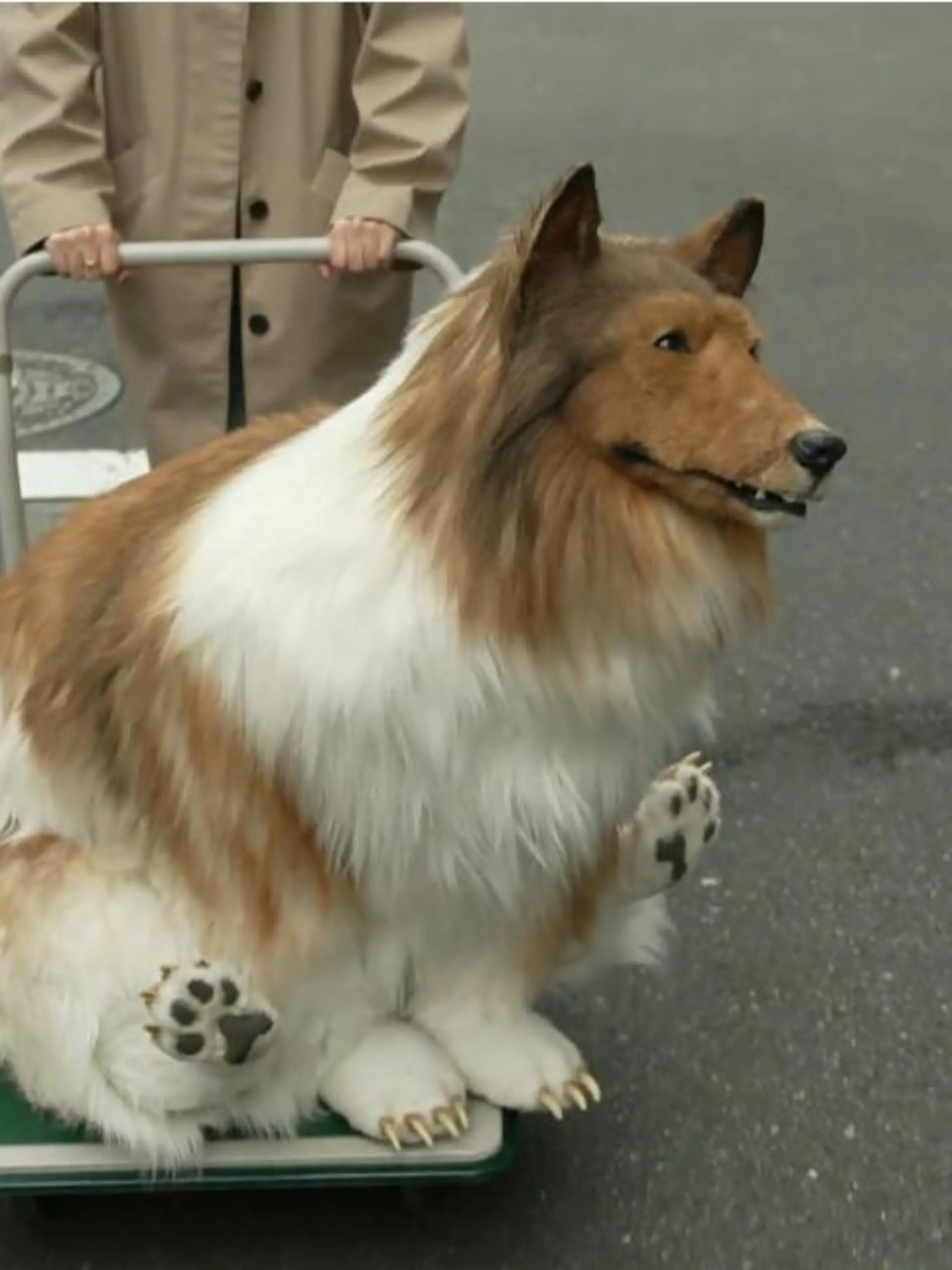 Toco liebt es, sich als Collie zu verkleiden