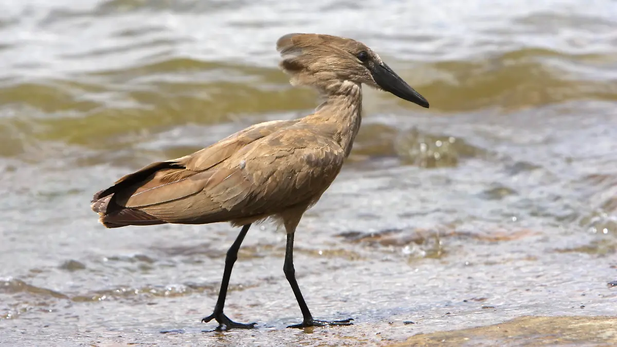 ETH, 2006: Hammerkopf (Scopus umbretta) geht am Ufer eines Sees entlang. [en] Hammerkop (Scopus umbretta), walking on a lake shore. | ETH, 2006: Hammerkop (Scopus umbretta), walking on a lake shore.