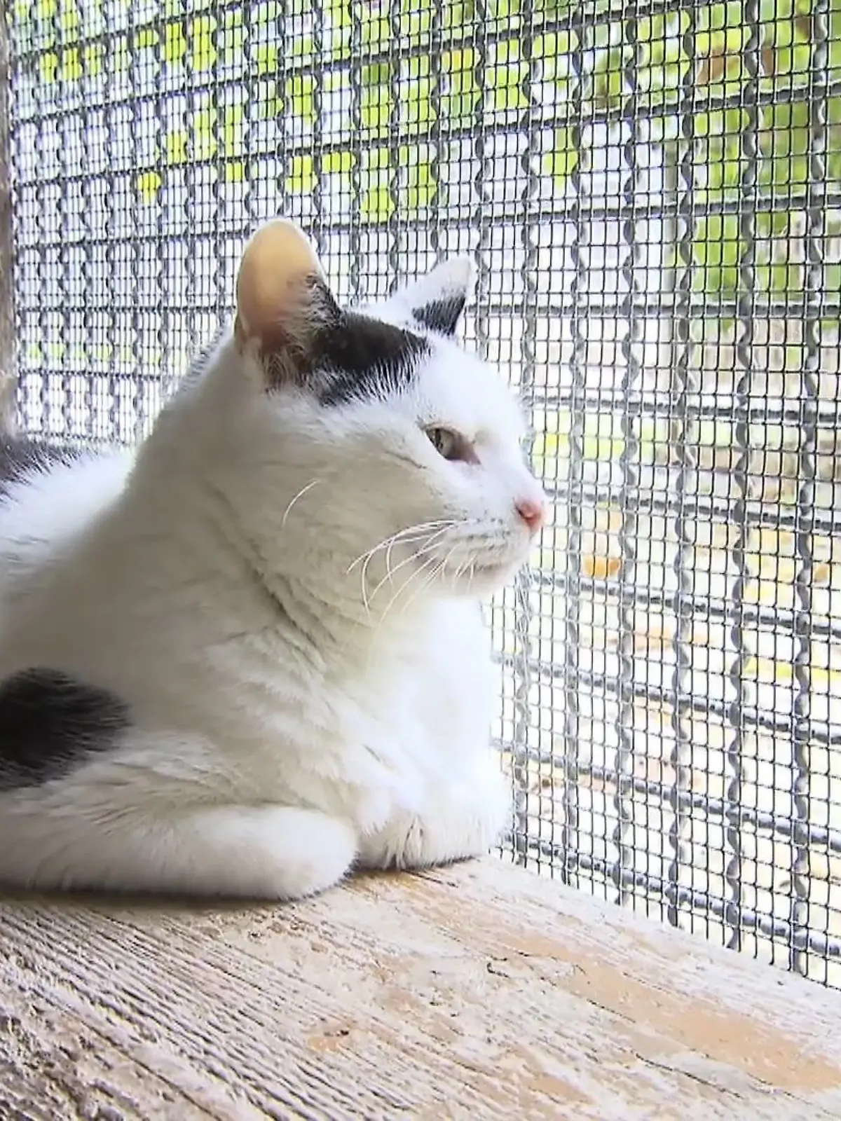 Bild zu: "Cooler Kater sucht entspanntes Heim"