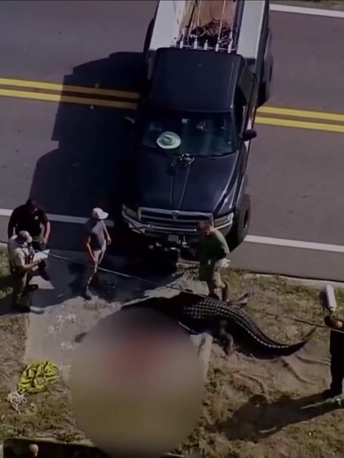 Dieser Anblick ist ein Schock! In Largo, Florida liegt ein vier Meter langer Alligator auf dem Weg, direkt daneben: Der leblose Körper eines Menschen. Ein Passant hatte die Leiche im Maul des Alligators zufällig entdeckt.