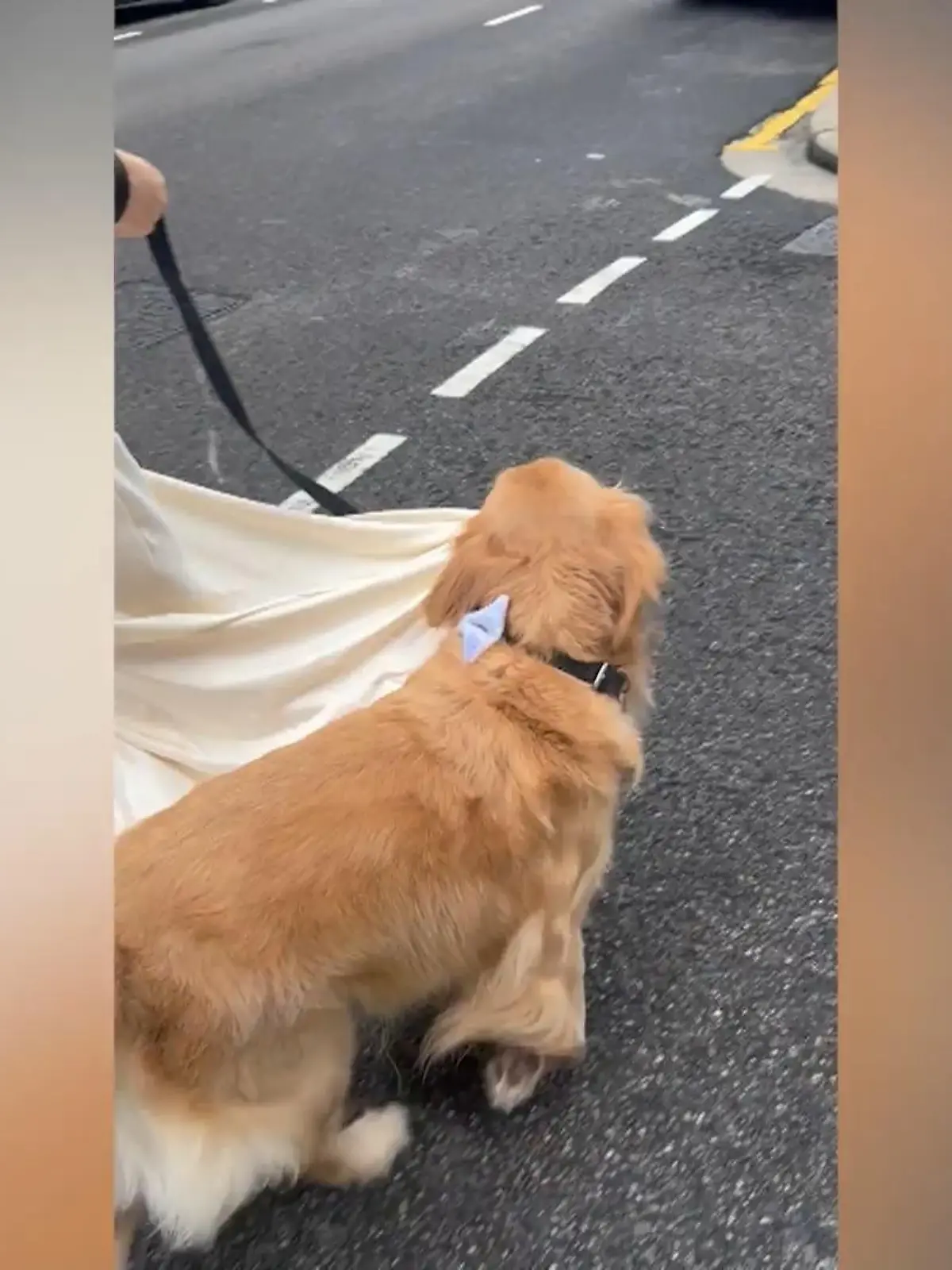 Dieser Hund hat ein Gespür für Mode! Frauchen Shannon hat geheiratet – und Golden Retriever Charlie ist natürlich mit dabei! Zu diesem besonderen Anlass hat er sogar etwas Deko am Halsband!