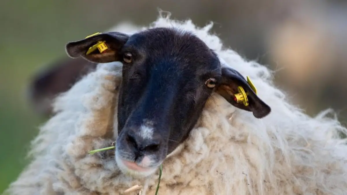 Ein Schaf