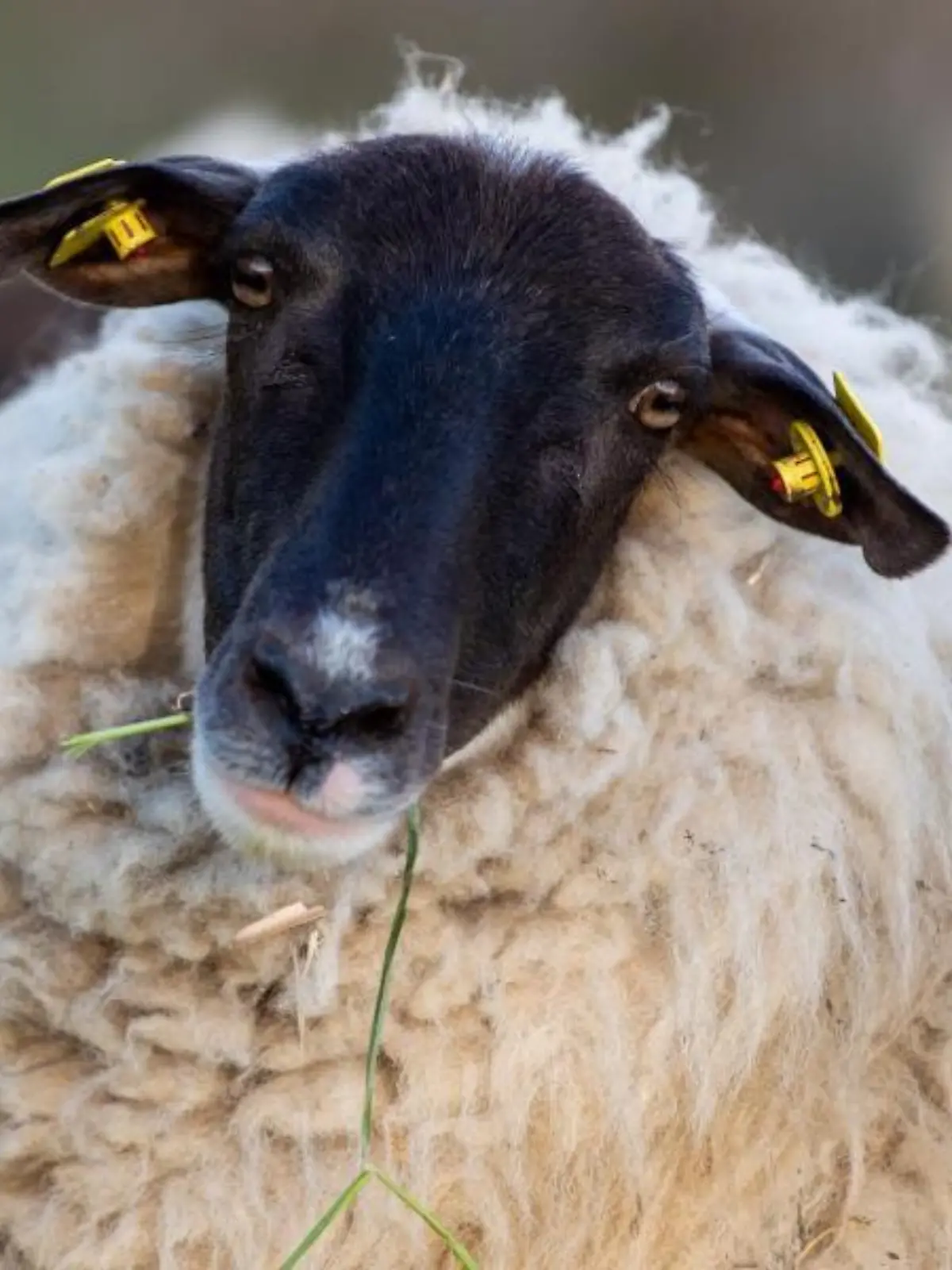 Ein Schaf