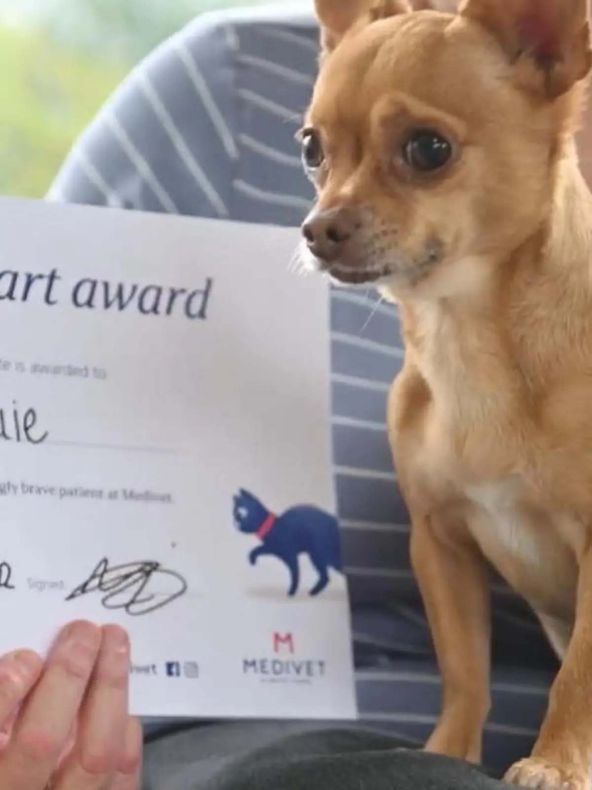 Die Diagnose war für Hundebesitzerin Jac Williams ein Schock: Bei ihrem Chihuahua Louie wurde eine Herzerkrankung diagnostiziert. Die Operation ist gefährlich - und kostspielig.