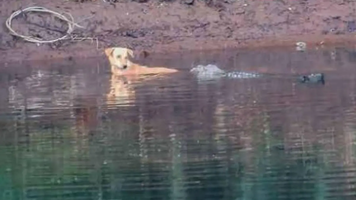 Ein Hund wird in Indien von Krokodilen gerettet.