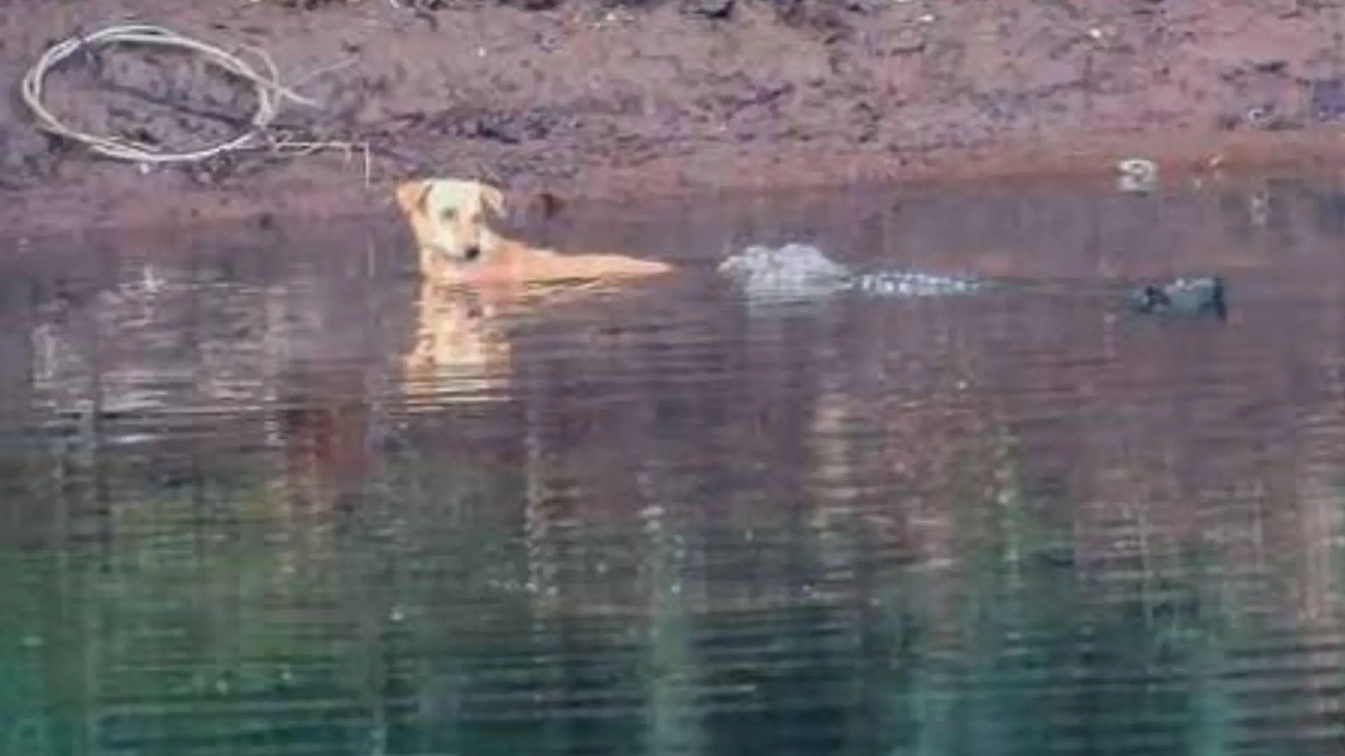 Ein Hund wird in Indien von Krokodilen gerettet.