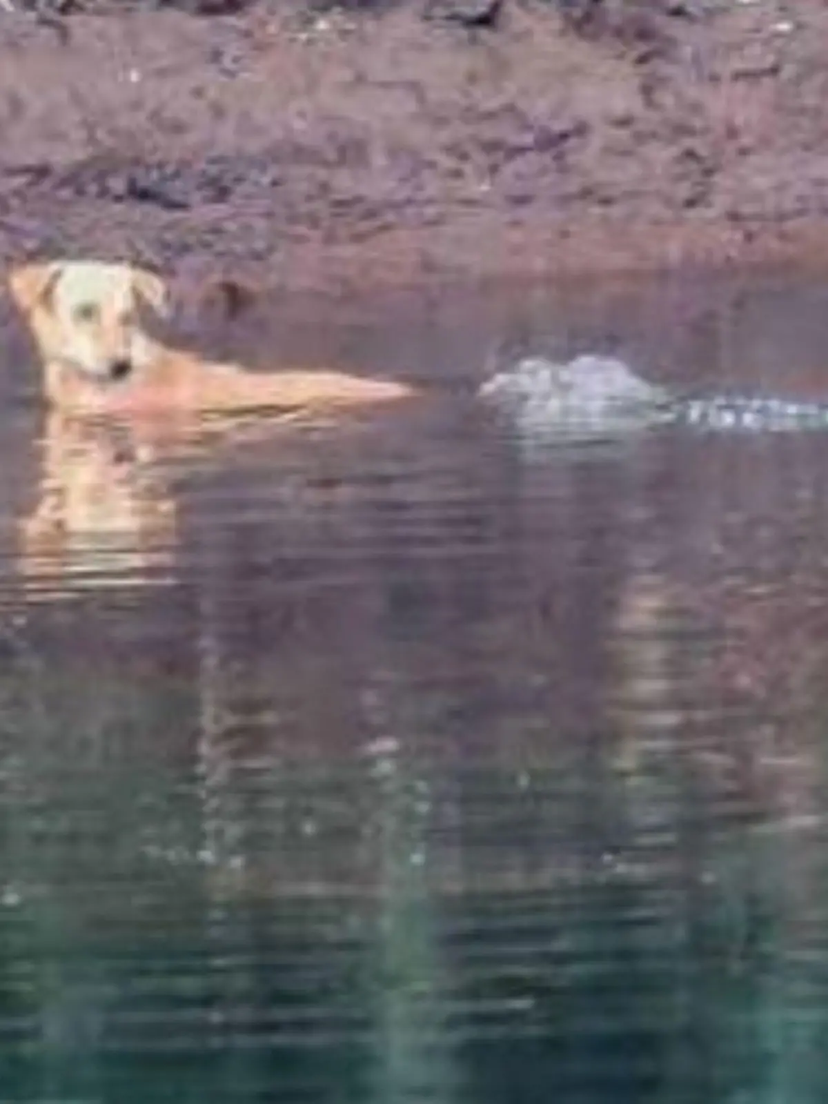 Ein Hund wird in Indien von Krokodilen gerettet.