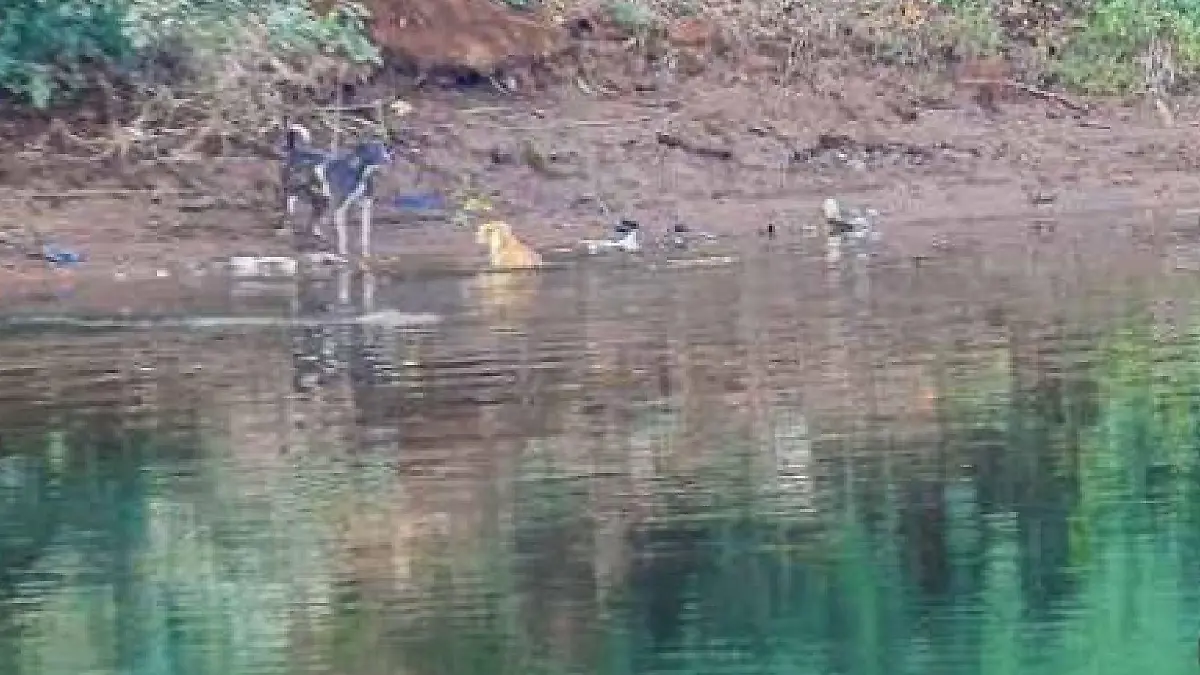 Ein Hund springt in einen Fluss und wird von Krokodilen umzingelt.