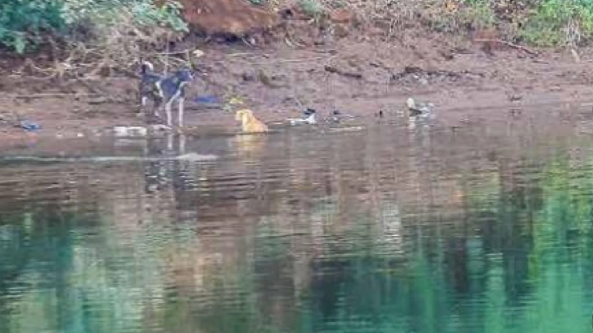 Ein Hund springt in einen Fluss und wird von Krokodilen umzingelt.