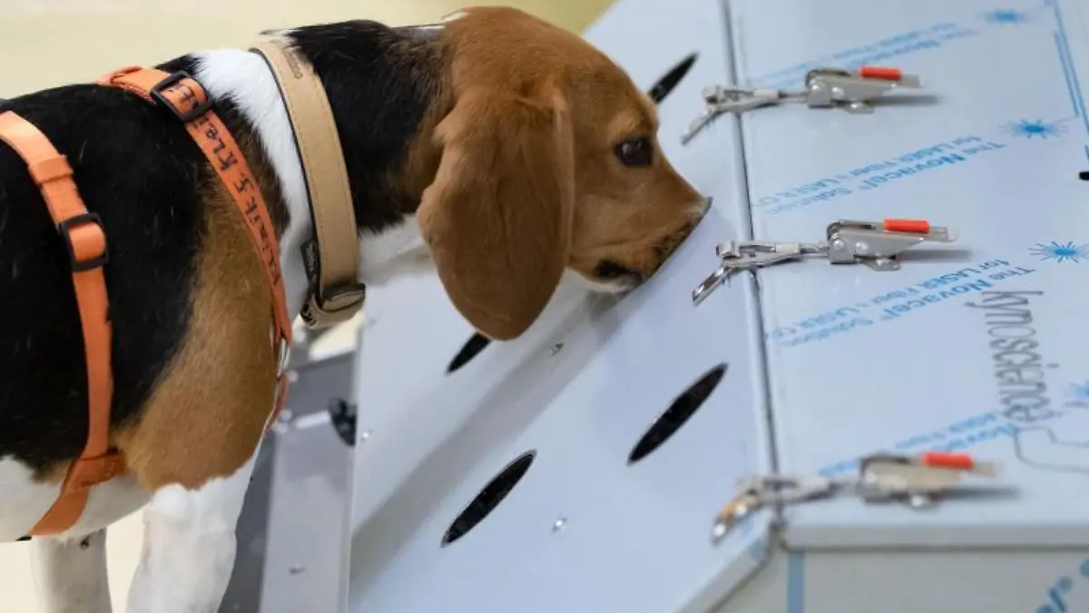 Corona-Spürhunde