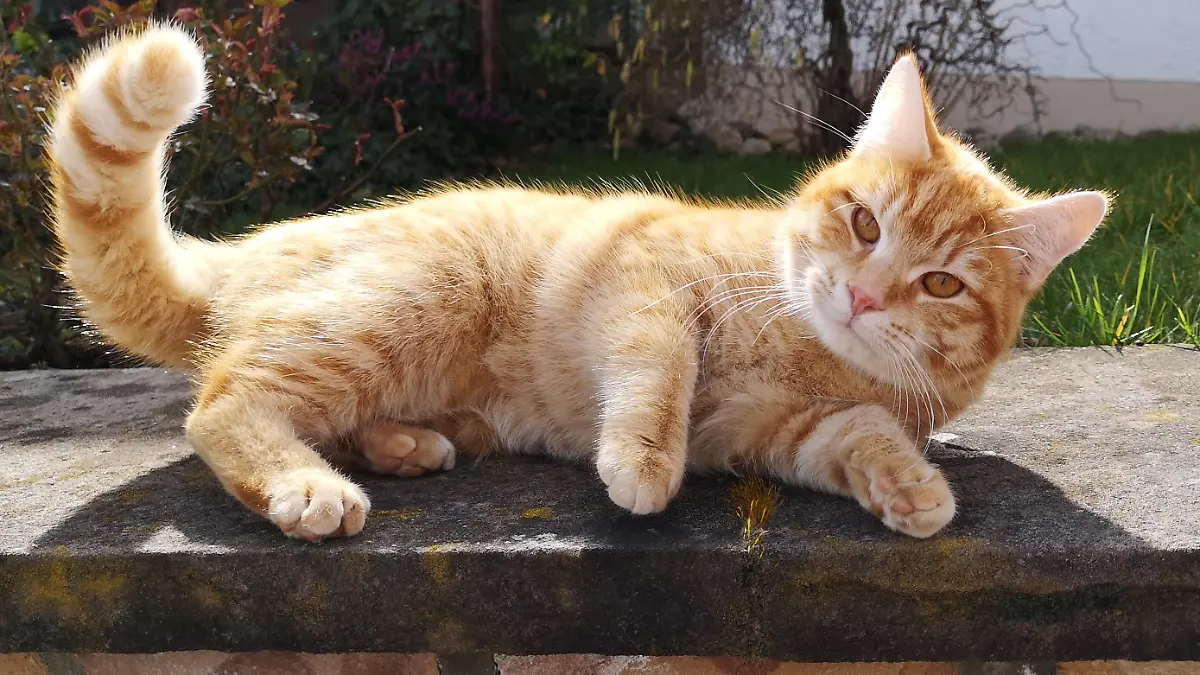 Rote Katze