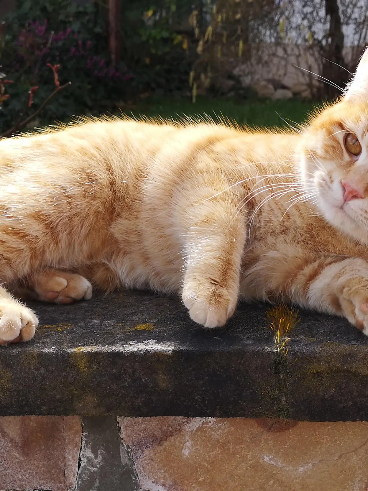 Rote Katze