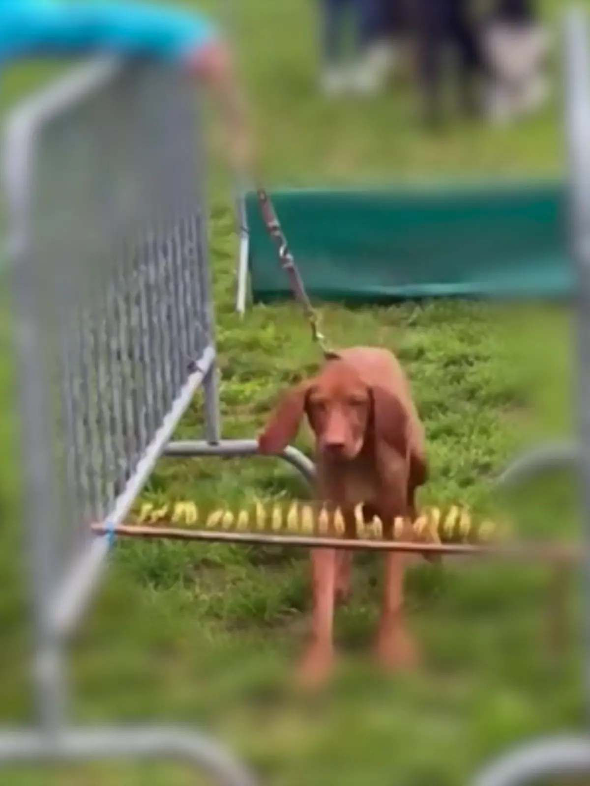 Die brutalen Methoden lassen Tierfreunde erschaudern: Ein Hundetrainer will Vierbeiner zwingen, über brennende Stangen zu springen. Die Behörden greifen gegen die Hundeschule, für die er arbeitet, hart durch.