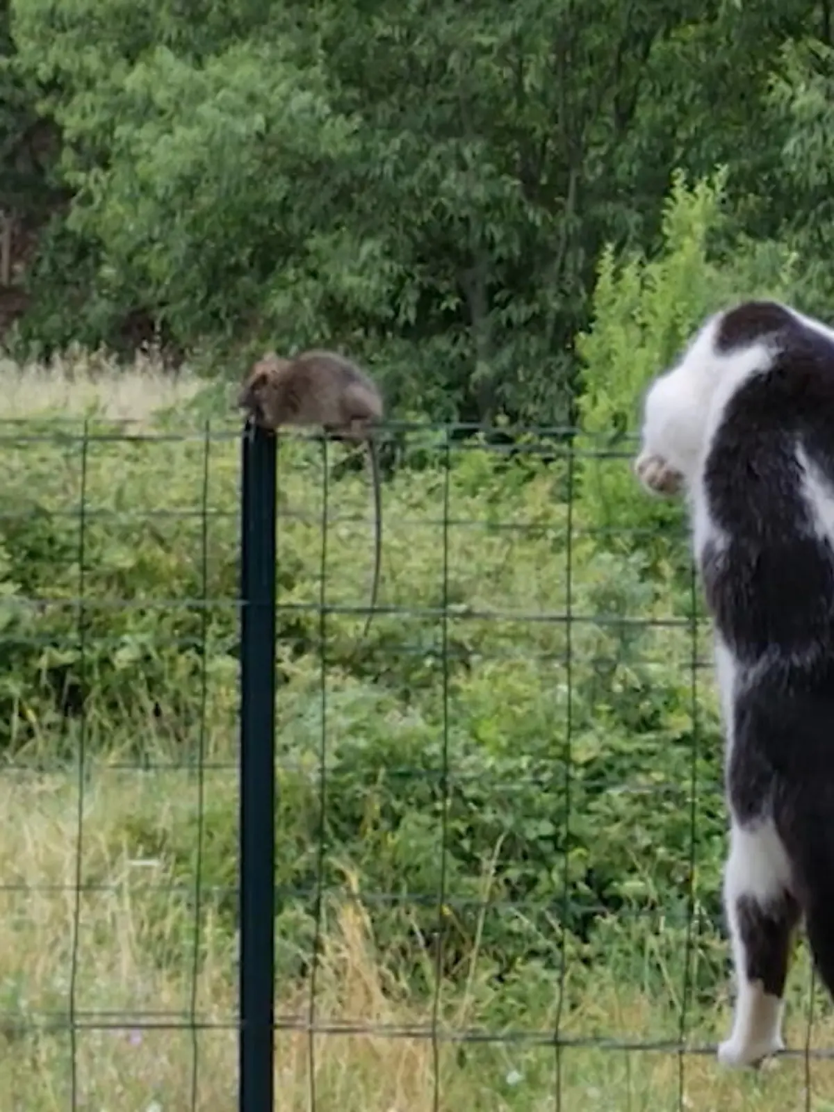 Für diesen Hochseilakt könnte man vermutlich Eintritt verlangen. Denn dieses Katz-und-Maus-Spiel ähnelt fast schon einer Szene aus Tom und Jerry. In der Zeichentrickserie macht ein Nager seinem Katzen-Kumpanen das Leben schwer.