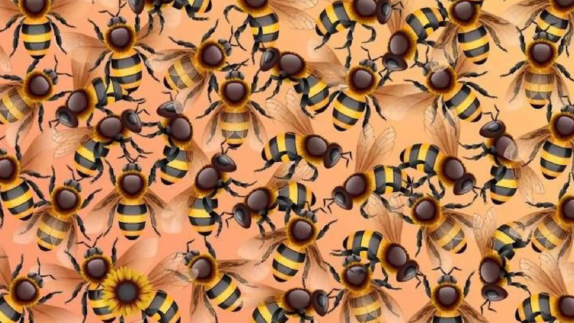 Suchbild Sonnenblume inmitten von Bienen.