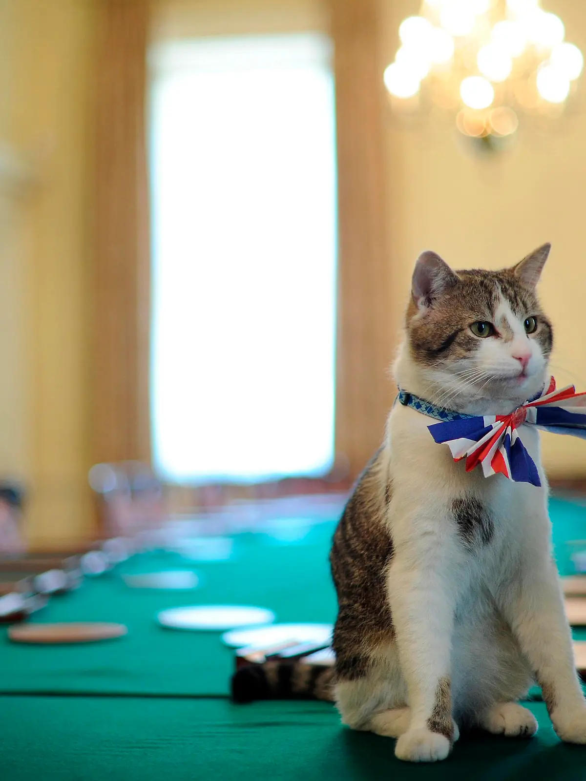 Larry the cat. File photo dated 28/4/2011 of Larry, the 10 Downing Street cat, sits on the cabinet table wearing a British Union Jack bow tie ahead of the Downing Street street party.. Britain's chief mouser is celebrating 10 years prowling the corridors of political power at Number 10 Downing Street. Issue date: Saturday February 13, 2021. This Monday marks 10 years since Larry the cat left Battersea rescue centre for a new home with the Prime Minister. See PA story ANIMALS Larry. Photo credit should read: Ben Stansall/PA Wire URN:58063469