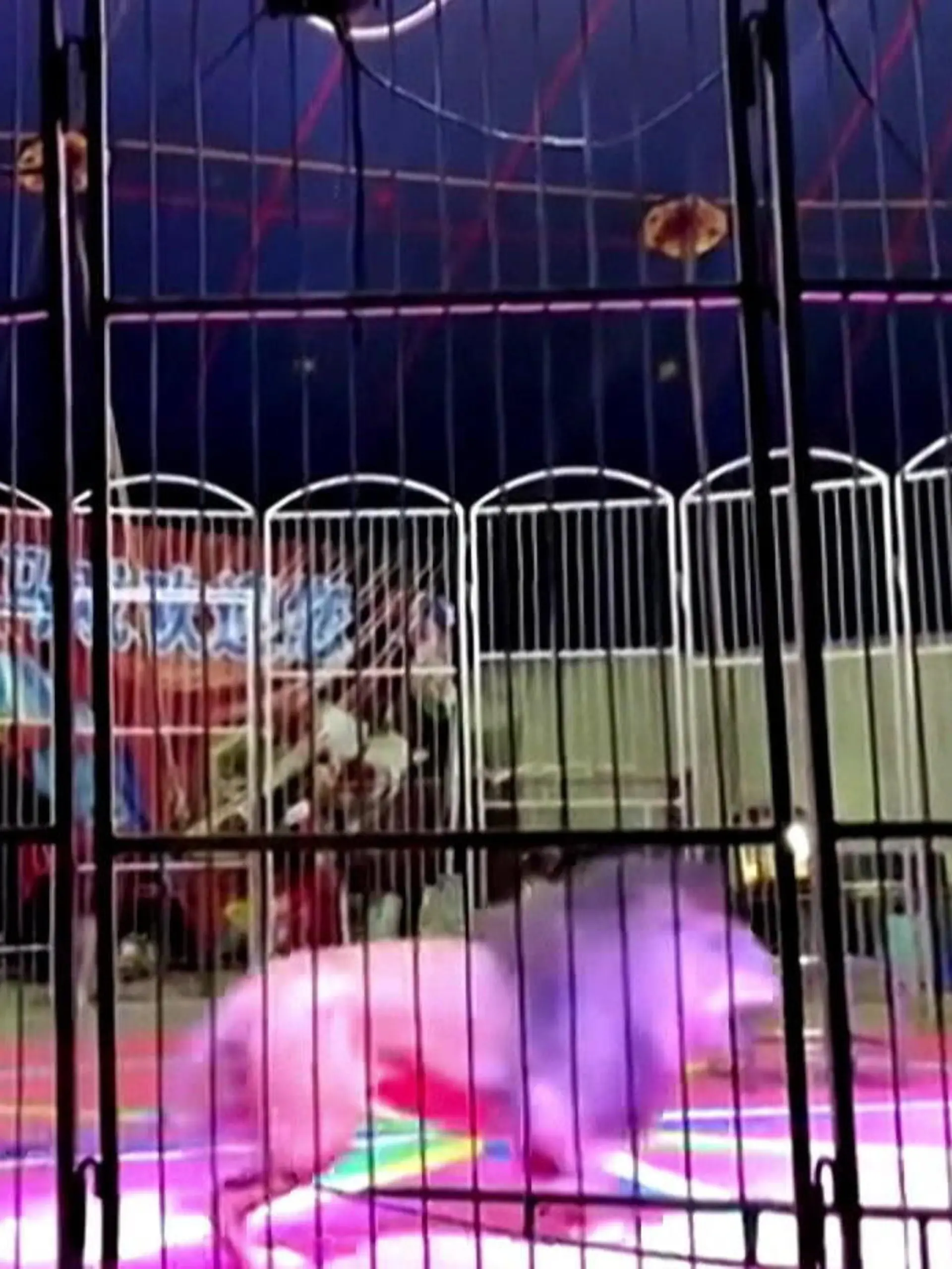 Augenzeugen sind schockiert! Während einer Show in einem chinesischen Zirkus greift ein Löwe seinen Dompteur an. Die Zuschauer fliehen daraufhin aus dem Zelt. Wie es mit dem Zirkus weitergeht, verraten wir im Video.
