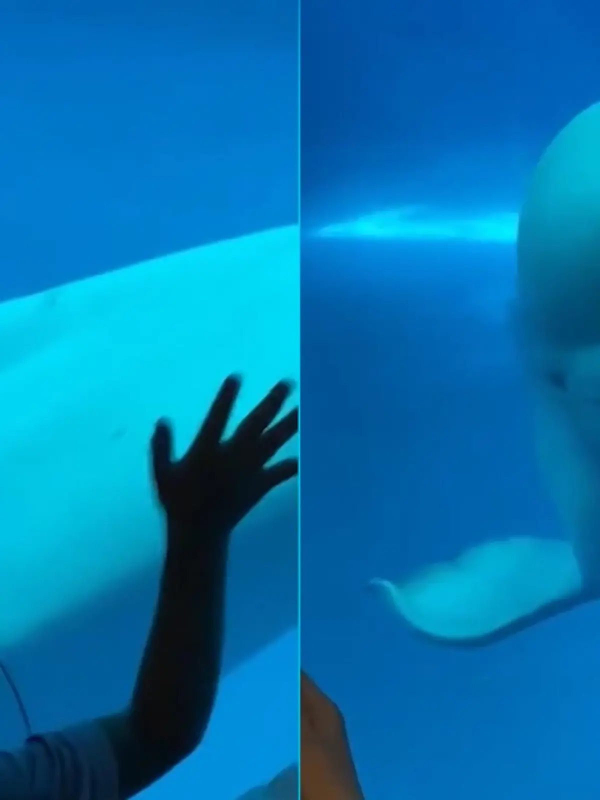 Dieser Weißwal zeigt einer Familie ihre Grenzen auf! In einem Zoo in Taiwan filmt eine Mutter ihre Familie dabei, wie sie mit einem Weißwal, auch Beluga genannt interagiert – und zwar auf die falsche Art und Weise!
