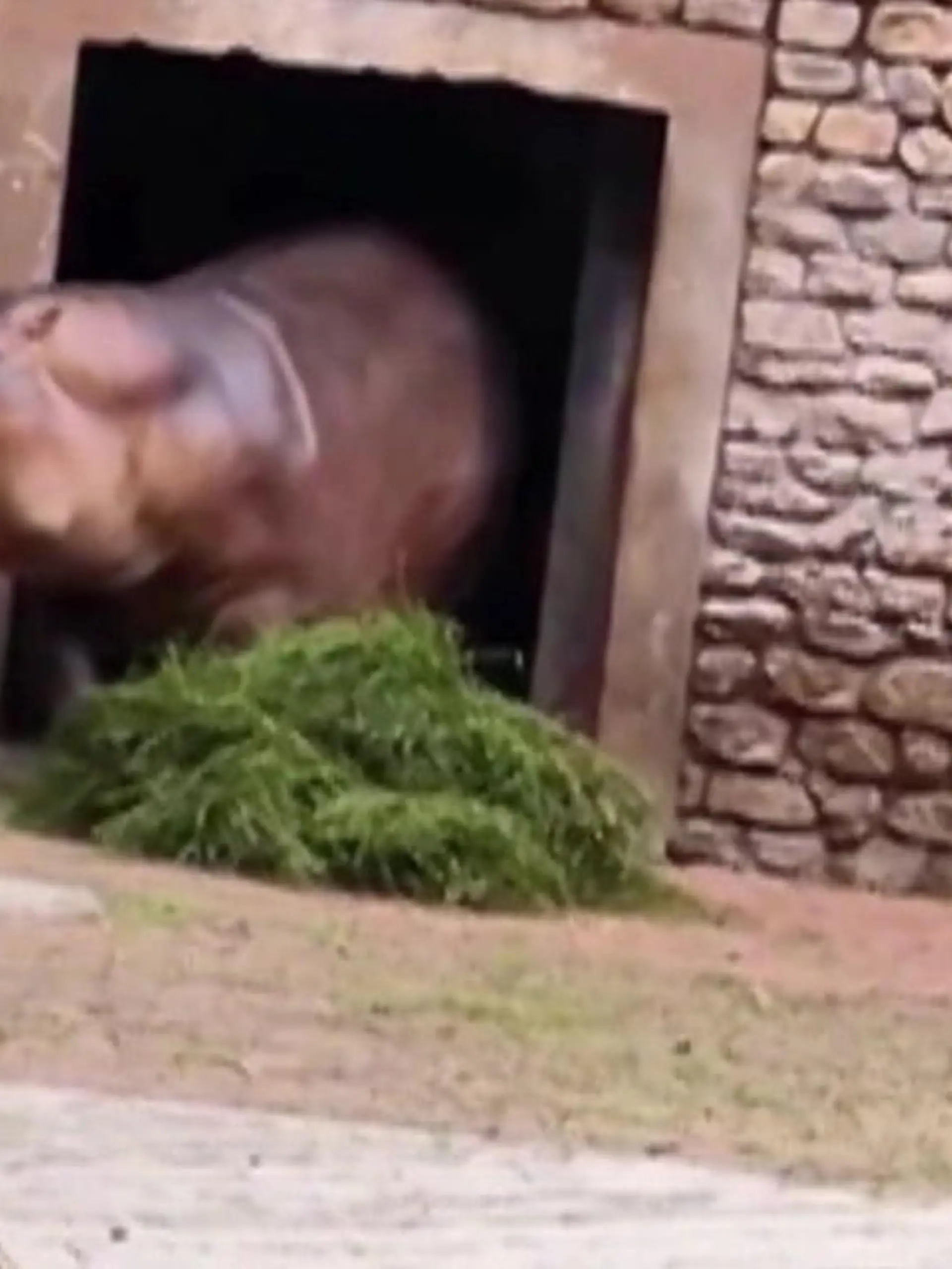 In einem südchinesischen Zoo greift ein Nilpferd einen Tierpfleger an. Kurz zuvor kämpfte das Nilpferd mit einem Artgenossen. Die dramatischen Szenen sehen Sie im Video.