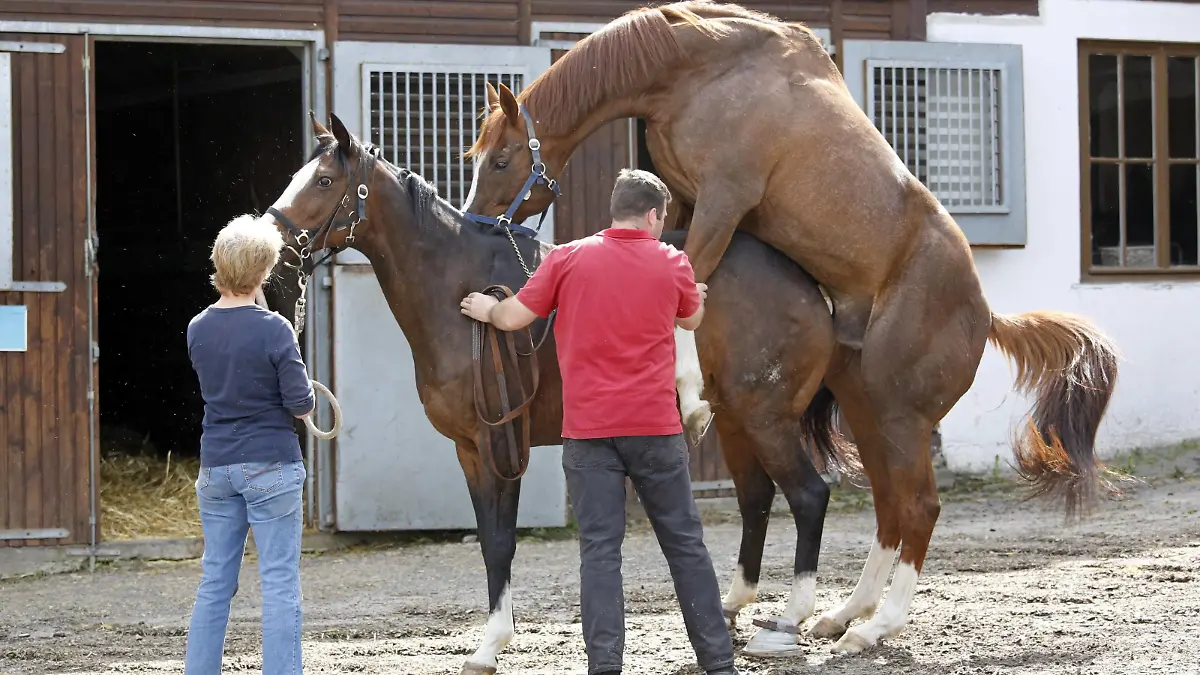24.04.2018, Etzean, Hessen, GER - Hengst deckt eine Stute im Natursprung. Gestuet Etzean. (Zucht, Pferdezucht, Vollblutzucht, Pferde, Stute, Hengst, Deckhengst, Zuchtstute, zuechten, decken, Rosse, rossig, Natursprung, Deckakt, an der Hand, Decken, Lord of England, Paarung, Sprung, bespringen, Gestuetsmitarbeiter, Fortpflanzung, Rossigkeit, Gestuetsangestellte, züchten) 180424D541ETZEAN.JPG *** 24 04 2018 Etzean Hessen GER Stallion covers a mare in a natural state Studded Etzean Breeding Breeding Thoroughbred breeding Horse Mare Stallion Stallion breeding broodmare cover Rosse rossig Nature jump Cover act in hand Blankets Lord of England Mating Jump Jumping Gestuetswers Reproduction Rossigkeit Gestuetsangestellte breed 180424D541ETZEAN JPG