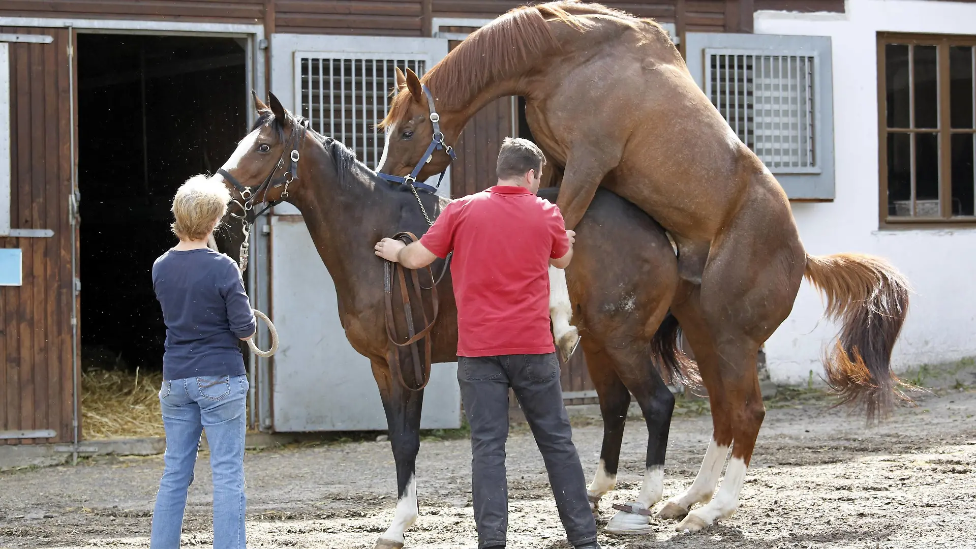 24.04.2018, Etzean, Hessen, GER - Hengst deckt eine Stute im Natursprung. Gestuet Etzean. (Zucht, Pferdezucht, Vollblutzucht, Pferde, Stute, Hengst, Deckhengst, Zuchtstute, zuechten, decken, Rosse, rossig, Natursprung, Deckakt, an der Hand, Decken, Lord of England, Paarung, Sprung, bespringen, Gestuetsmitarbeiter, Fortpflanzung, Rossigkeit, Gestuetsangestellte, züchten) 180424D541ETZEAN.JPG *** 24 04 2018 Etzean Hessen GER Stallion covers a mare in a natural state Studded Etzean Breeding Breeding Thoroughbred breeding Horse Mare Stallion Stallion breeding broodmare cover Rosse rossig Nature jump Cover act in hand Blankets Lord of England Mating Jump Jumping Gestuetswers Reproduction Rossigkeit Gestuetsangestellte breed 180424D541ETZEAN JPG  