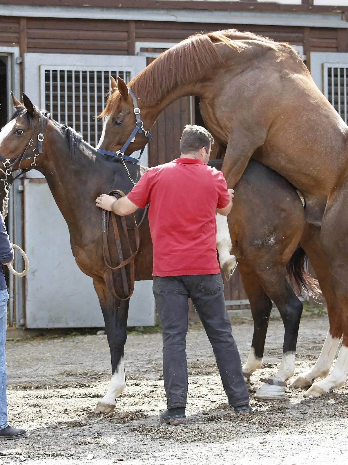 24.04.2018, Etzean, Hessen, GER - Hengst deckt eine Stute im Natursprung. Gestuet Etzean. (Zucht, Pferdezucht, Vollblutzucht, Pferde, Stute, Hengst, Deckhengst, Zuchtstute, zuechten, decken, Rosse, rossig, Natursprung, Deckakt, an der Hand, Decken, Lord of England, Paarung, Sprung, bespringen, Gestuetsmitarbeiter, Fortpflanzung, Rossigkeit, Gestuetsangestellte, züchten) 180424D541ETZEAN.JPG *** 24 04 2018 Etzean Hessen GER Stallion covers a mare in a natural state Studded Etzean Breeding Breeding Thoroughbred breeding Horse Mare Stallion Stallion breeding broodmare cover Rosse rossig Nature jump Cover act in hand Blankets Lord of England Mating Jump Jumping Gestuetswers Reproduction Rossigkeit Gestuetsangestellte breed 180424D541ETZEAN JPG  