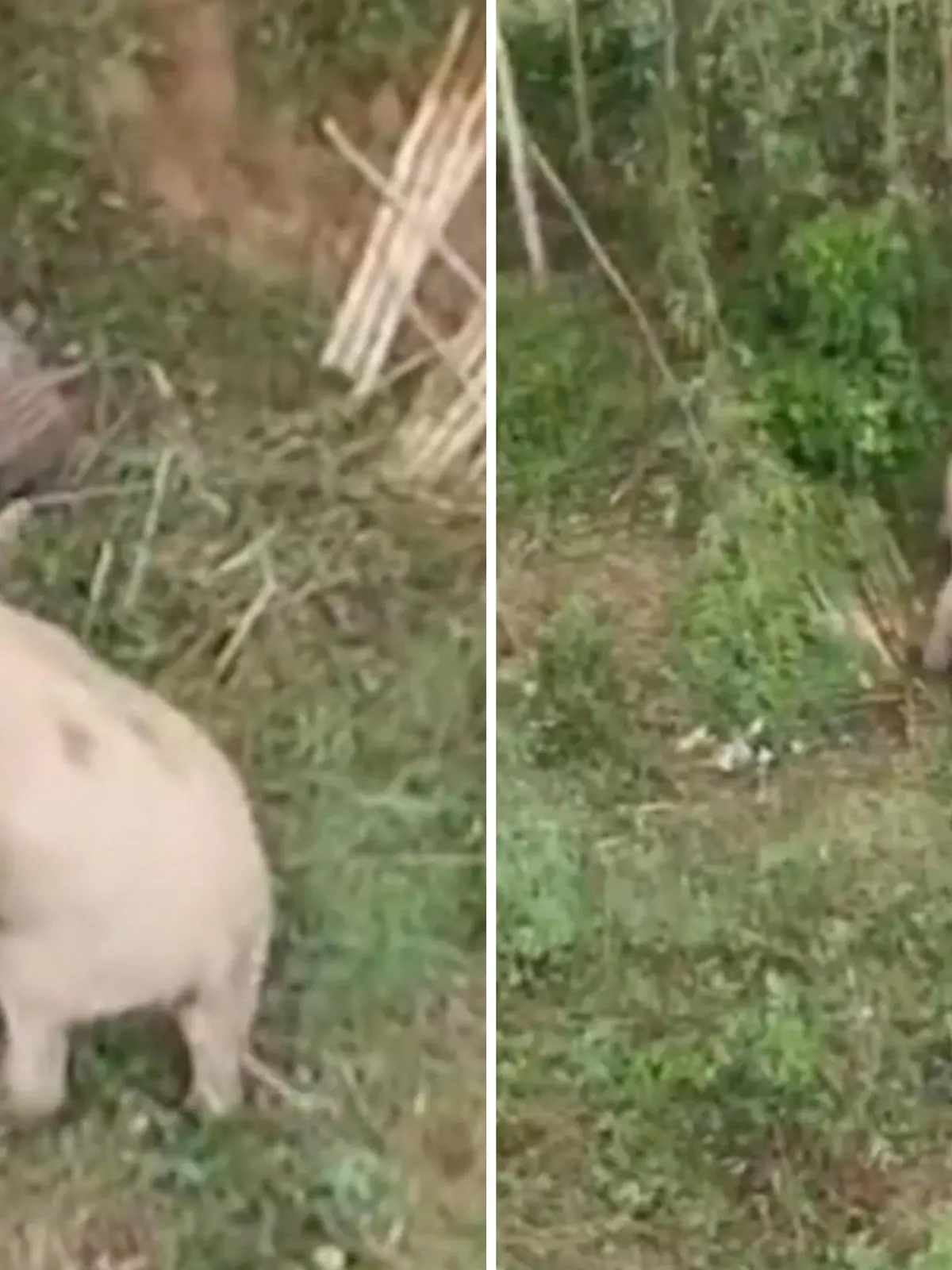 In Thailand kommt plötzlich ein Elefant aus dem Wald geschossen. Das aggressive Tier greift den Bagger an, in dem noch der Fahrer sitzt.