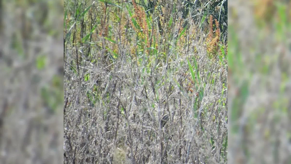 Grau-Gelb-Grünes Gestrüpp mit einem versteckten Vogel