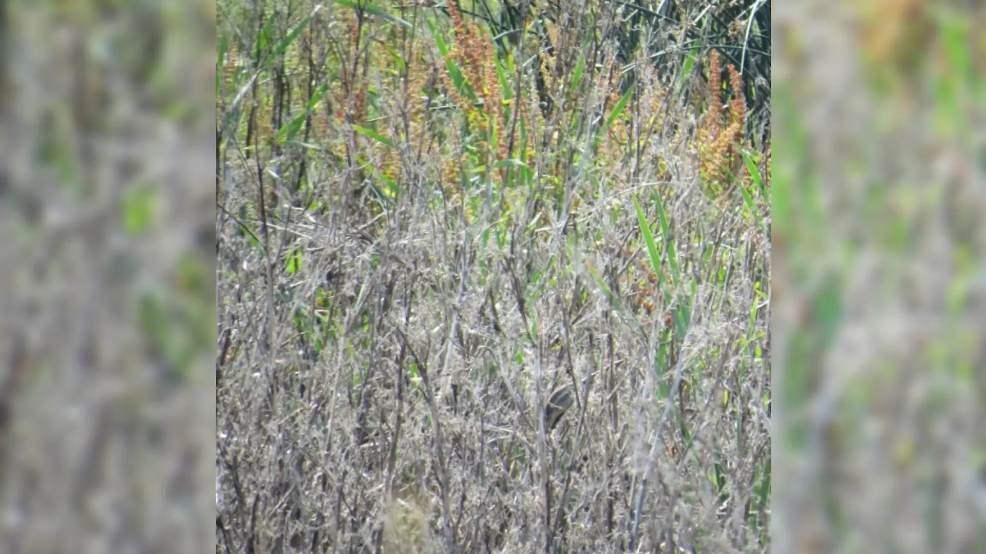 Grau-Gelb-Grünes Gestrüpp mit einem versteckten Vogel
