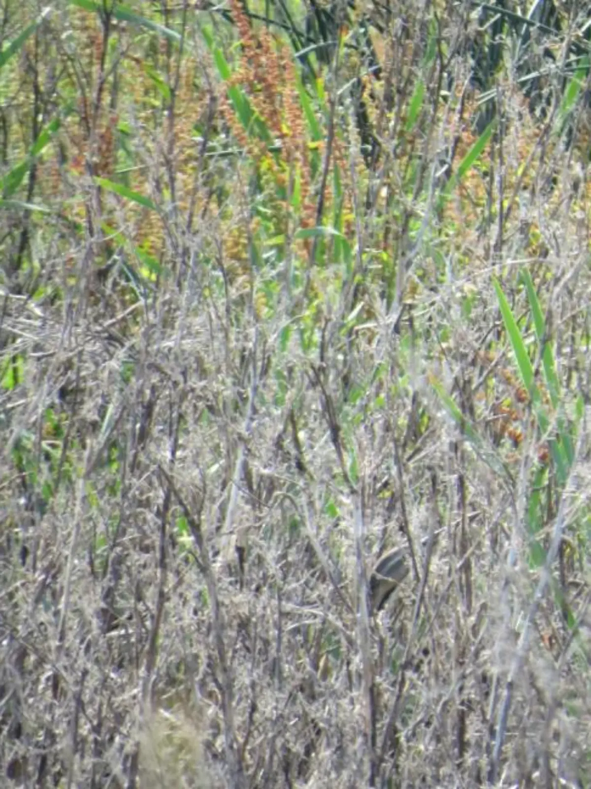 Grau-Gelb-Grünes Gestrüpp mit einem versteckten Vogel