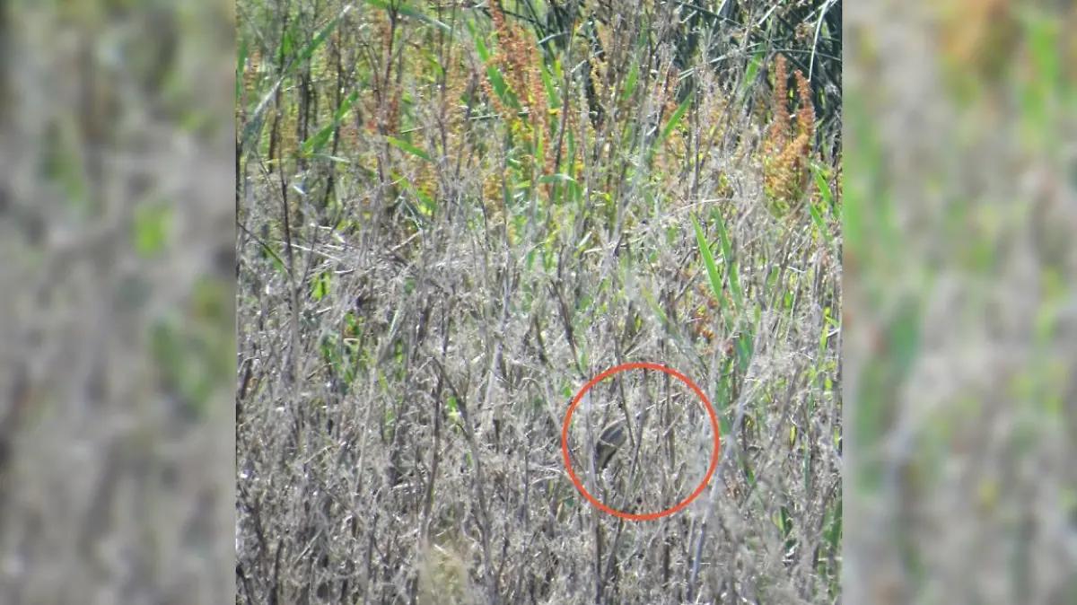 Grün-Gelb-Graues Gestrüpp mit einem grauen Vogel auf der rechten Seite. Er ist von einem roten Kreis umrandet