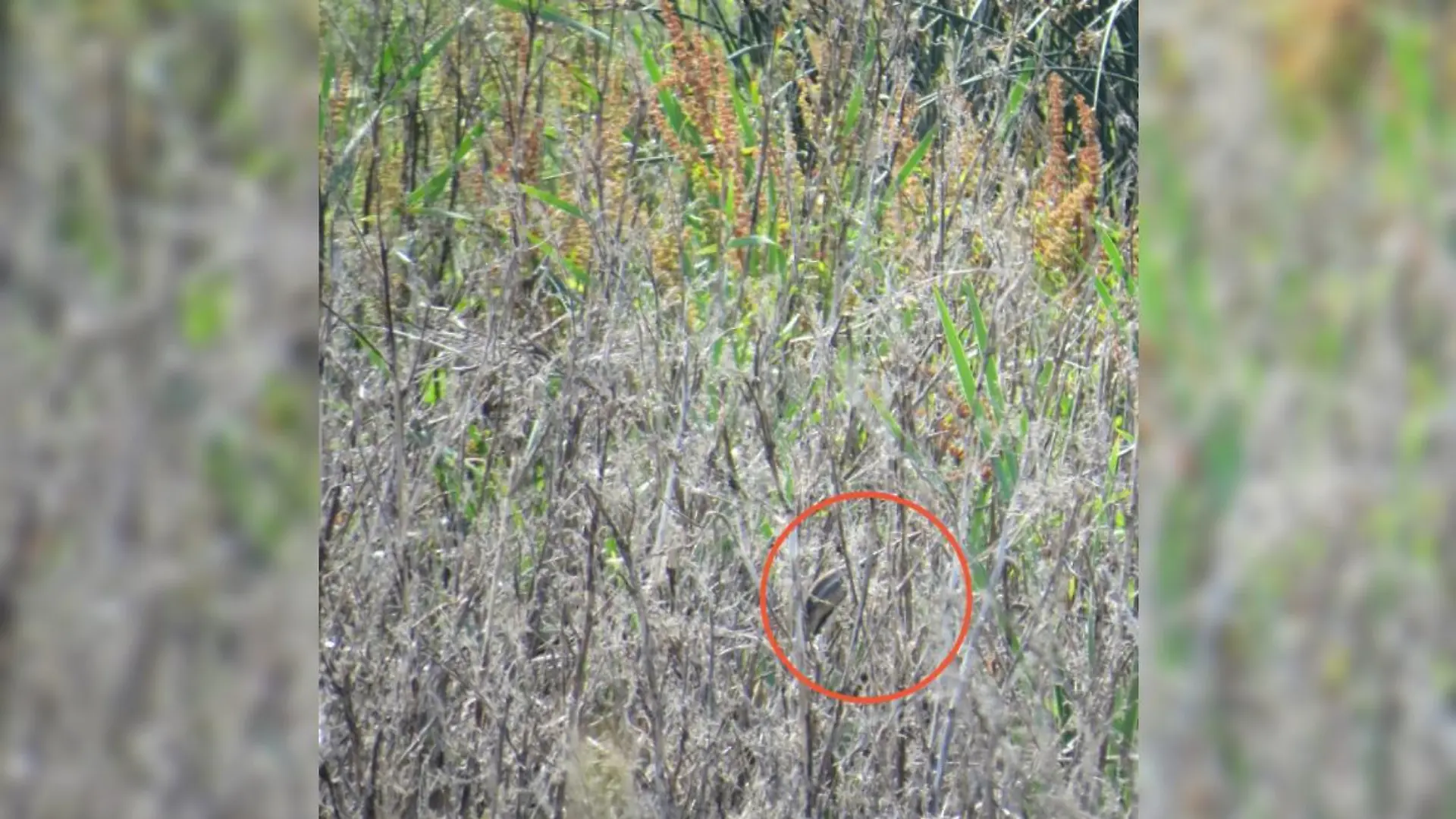 Grün-Gelb-Graues Gestrüpp mit einem grauen Vogel auf der rechten Seite. Er ist von einem roten Kreis umrandet