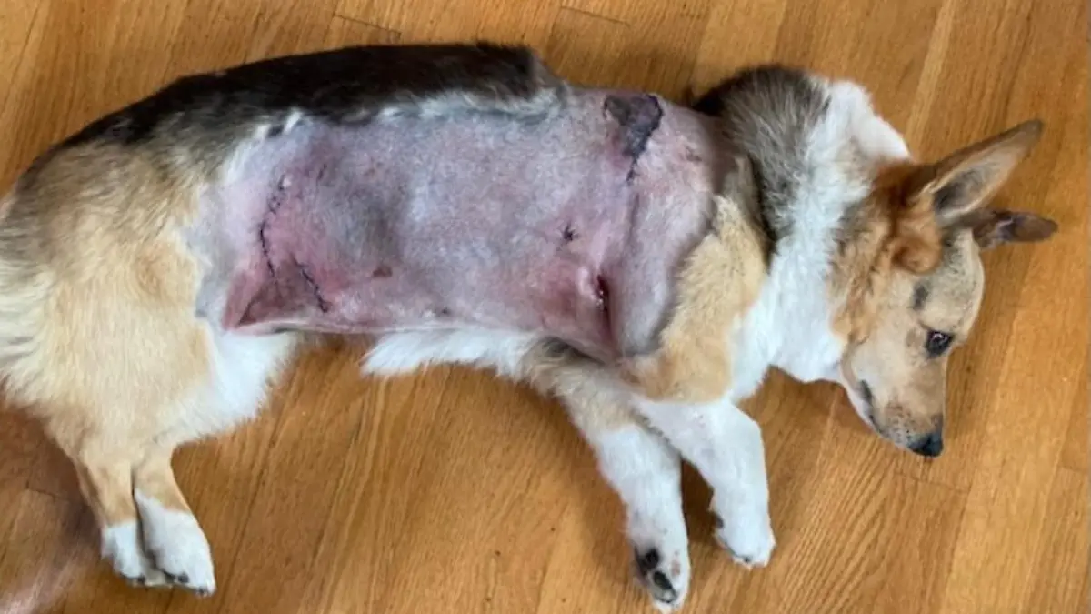 Die Corgidame Emma wurde bei dem Angriff schwer verletzt.