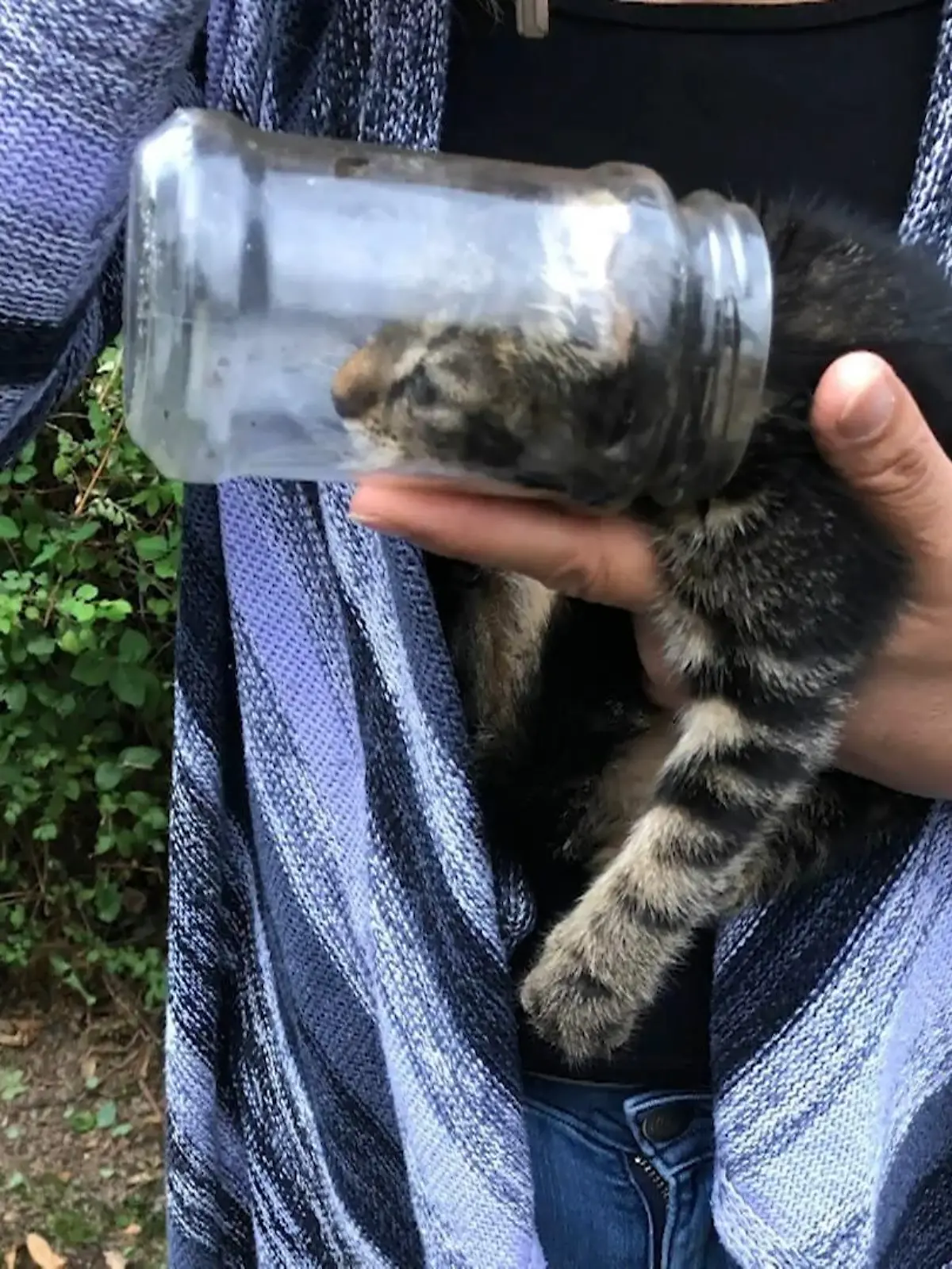 Bild zu: "Polizisten retten Katzenbaby"