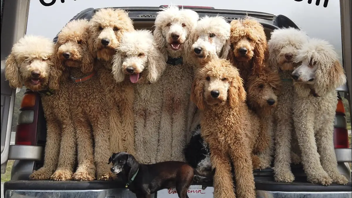 Die Pudel sollen laut ihrem Halter als Servicehunde eingesetzt werden.