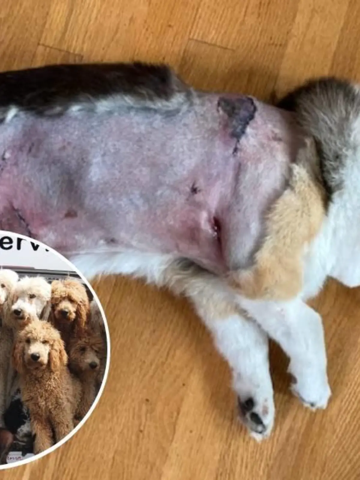 Corgihündin Emma wurde schwer verletzt.